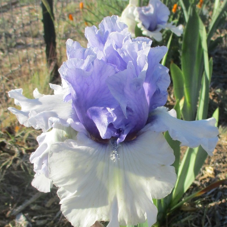 1 WINTRY SKY WINTRY SKY IRIS FOR SALE ONLINE