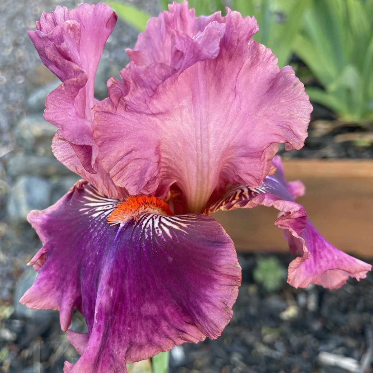 YOSEMITE SAM IRIS FOR SALE ONLINE