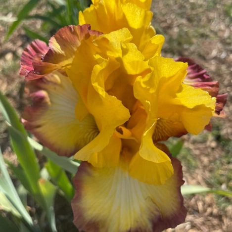 CLOTHED IN GLORY IRIS FOR SALE ONLINE