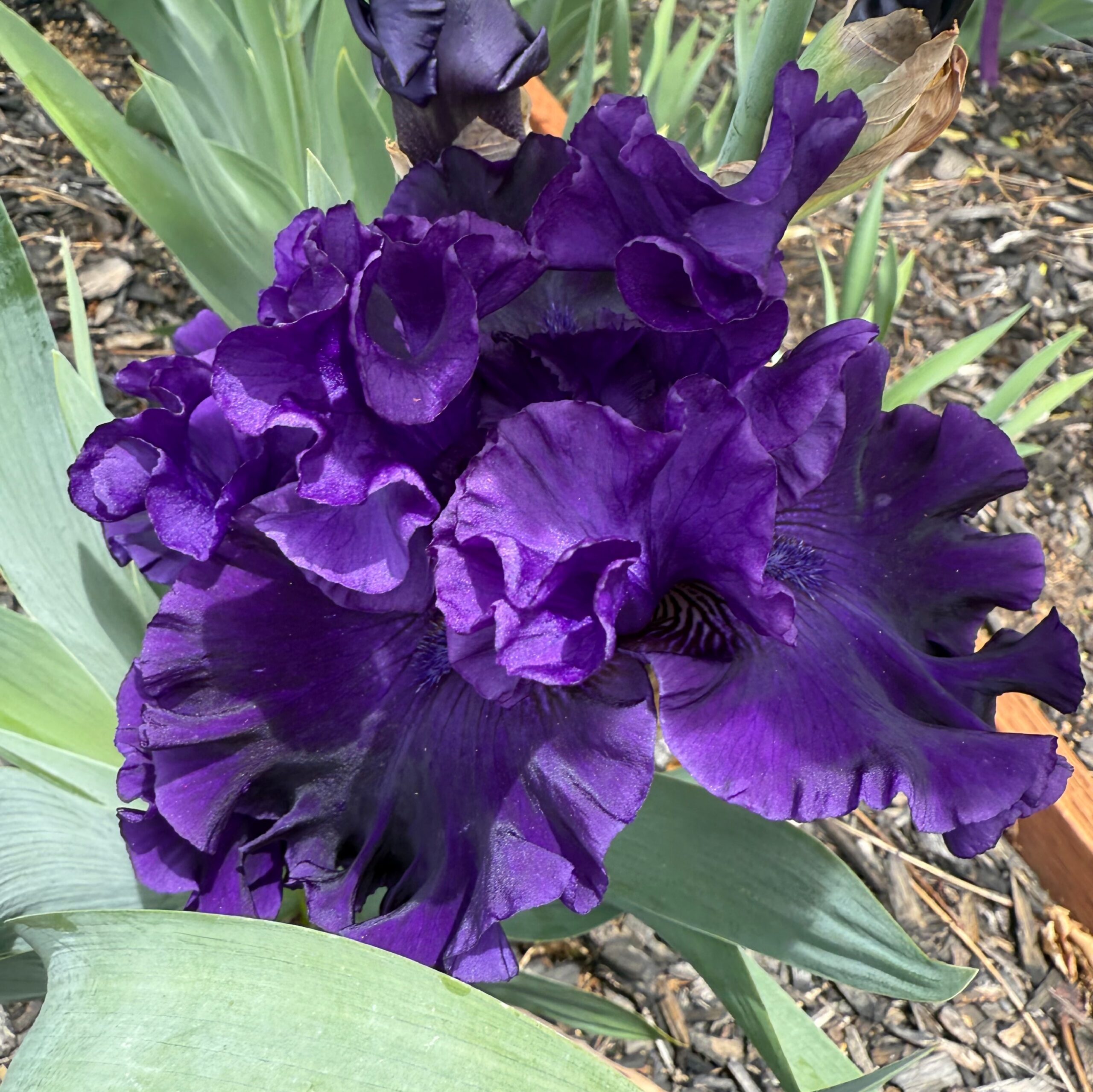 1 ADRIATIC NOBLE 2 ADRIATIC NOBLE IRIS FOR SALE ONLINE