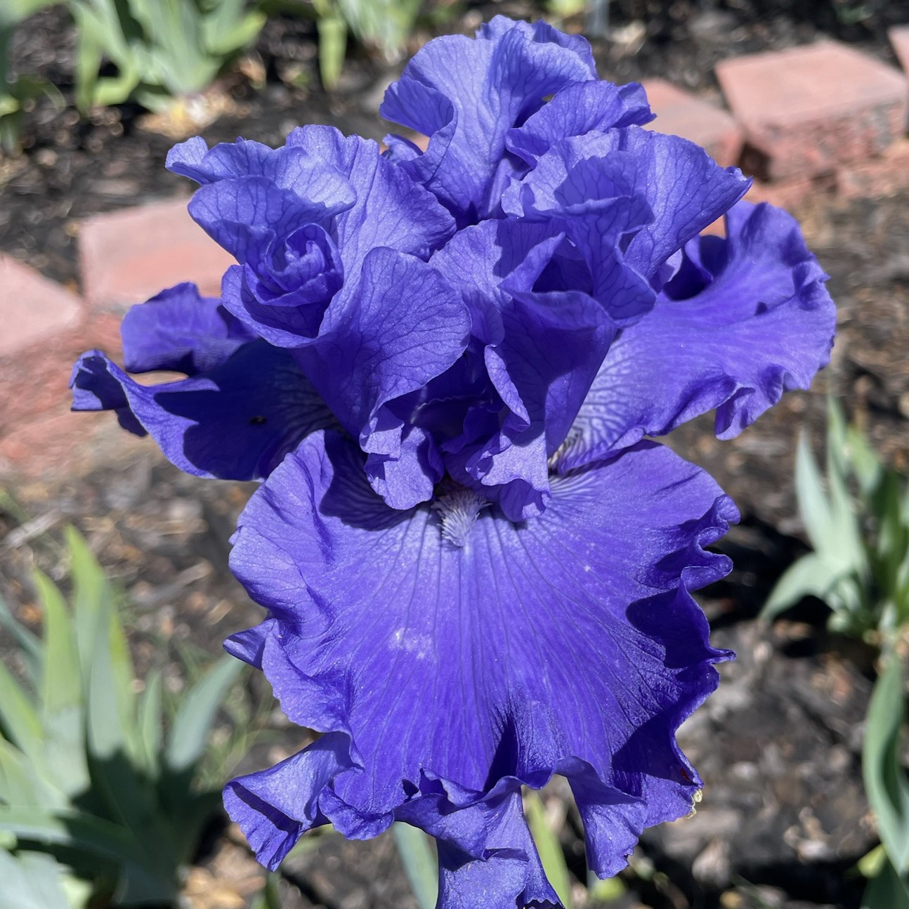 ADRIATIC WAVES IRIS FOR SALE ONLINE