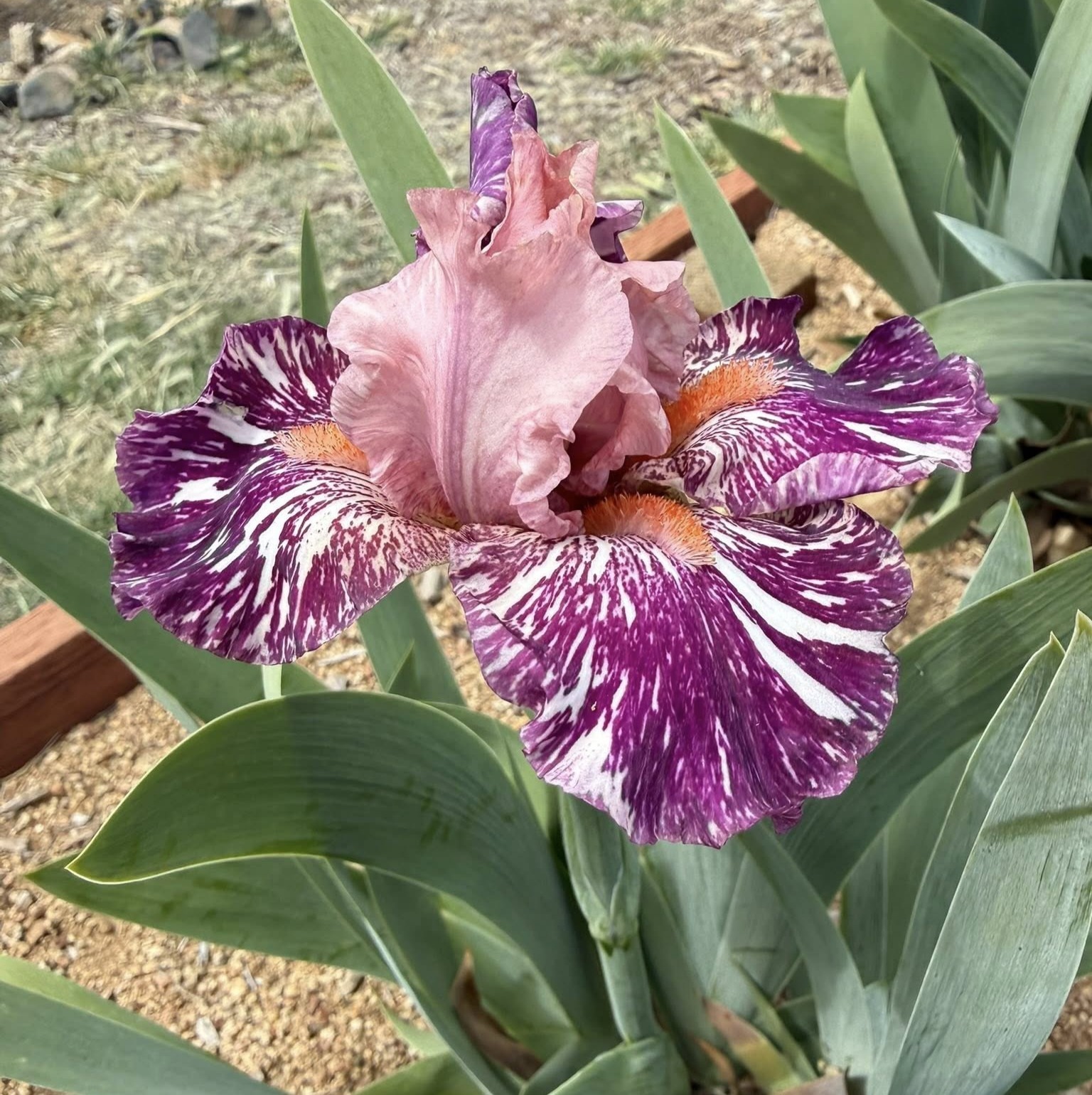 ANACONDA LOVE IRIS FOR SALE ONLINE