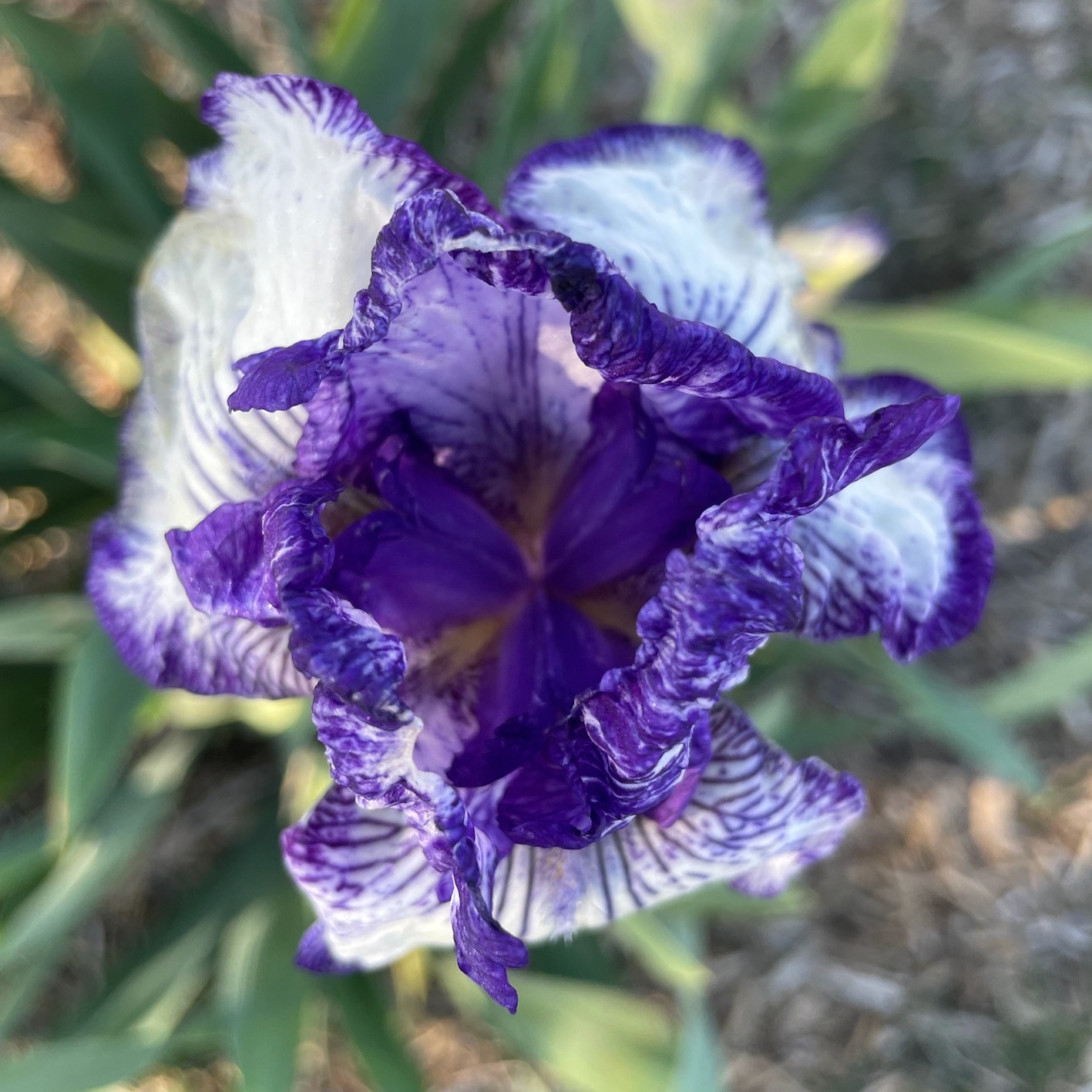 ART DECO IRIS FOR SALE ONLINE