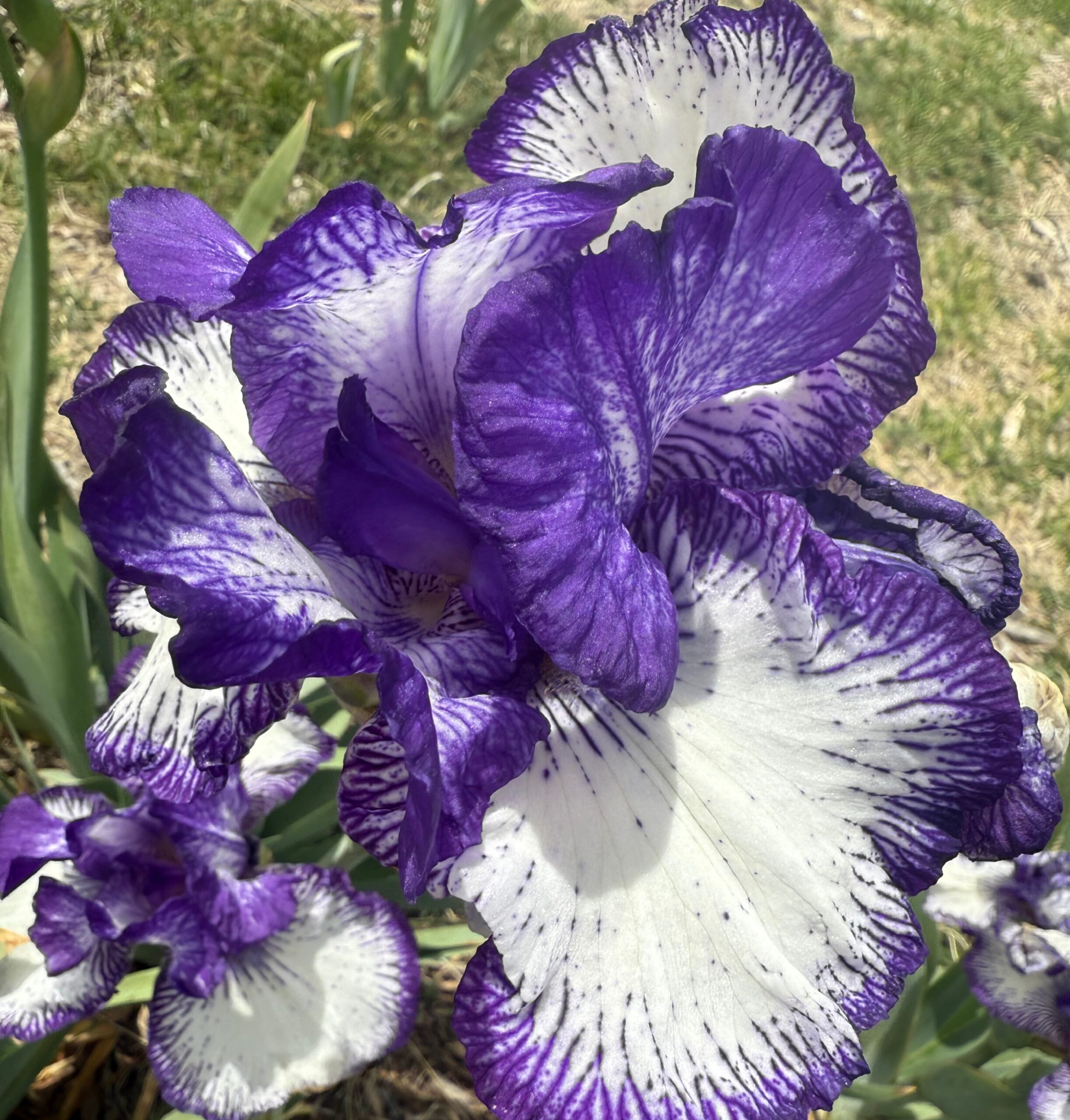 1 ART DECO 4 ART DECO IRIS FOR SALE ONLINE