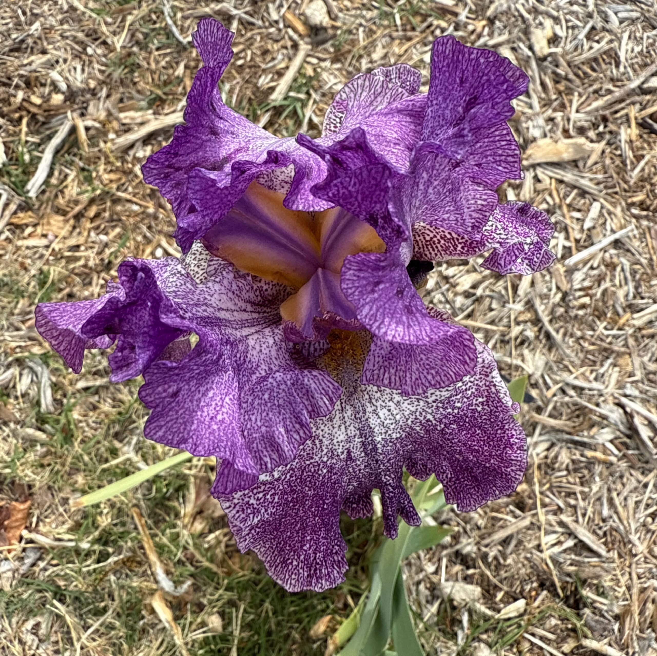 1 AUTUMN EXPLOSION 3 AUTUMN EXPLOSION IRIS FOR SALE ONLINE