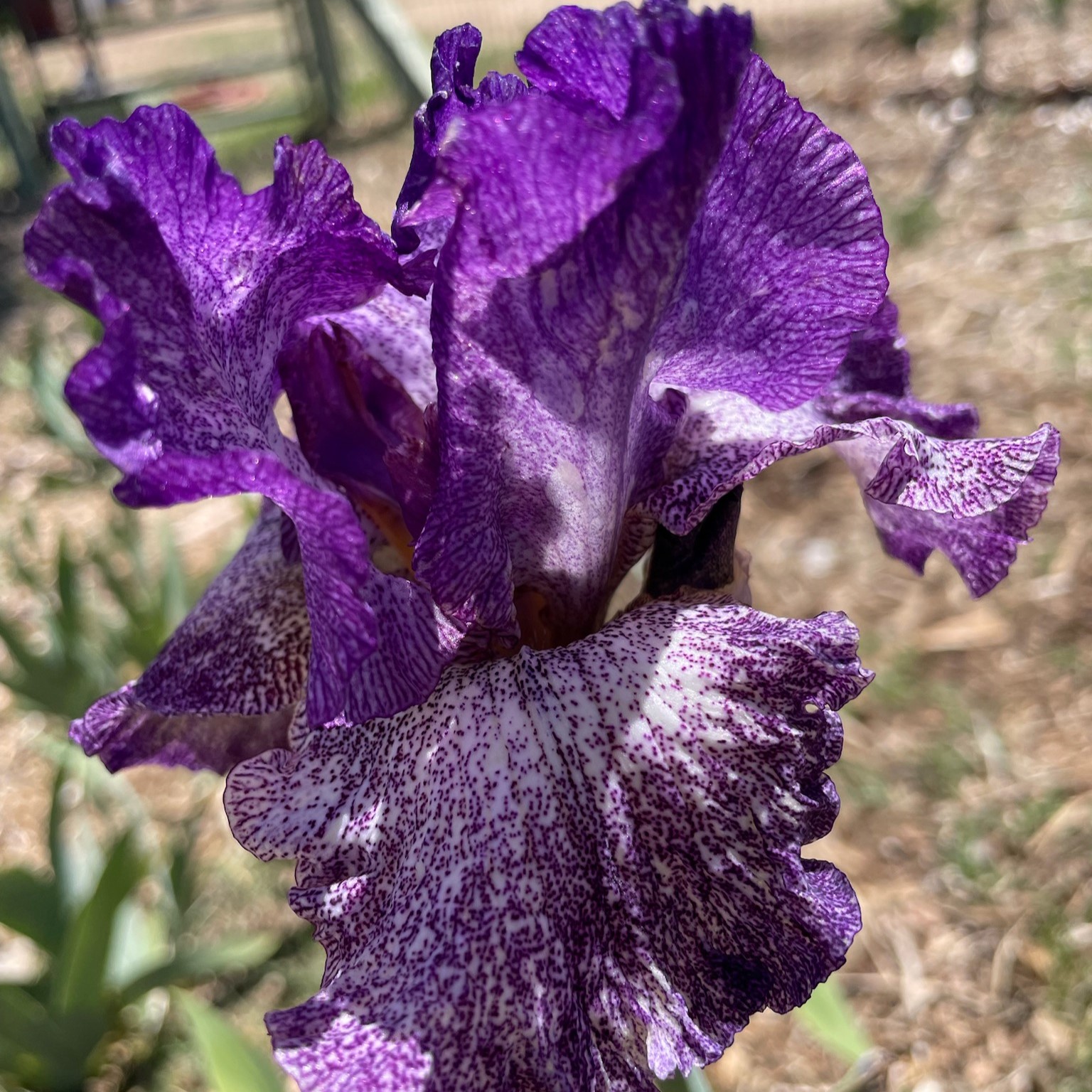 AUTUMN EXPLOSION IRIS FOR SALE ONLINE