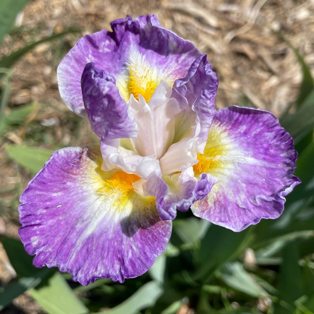 BACKLIT BEAUTY IRIS FOR SALE ONLINE