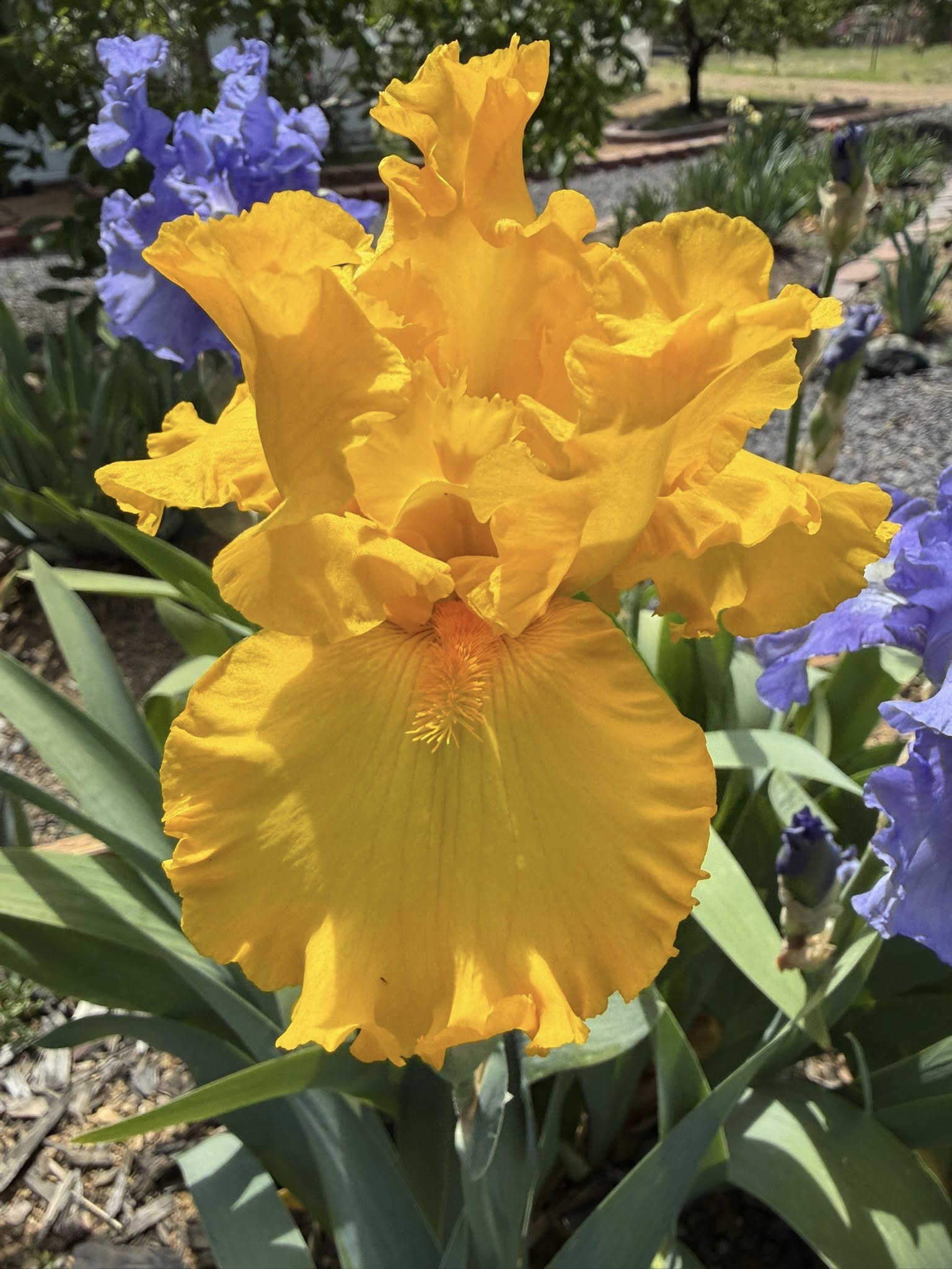 BIG AS THE MOON IRIS FOR SALE ONLINE