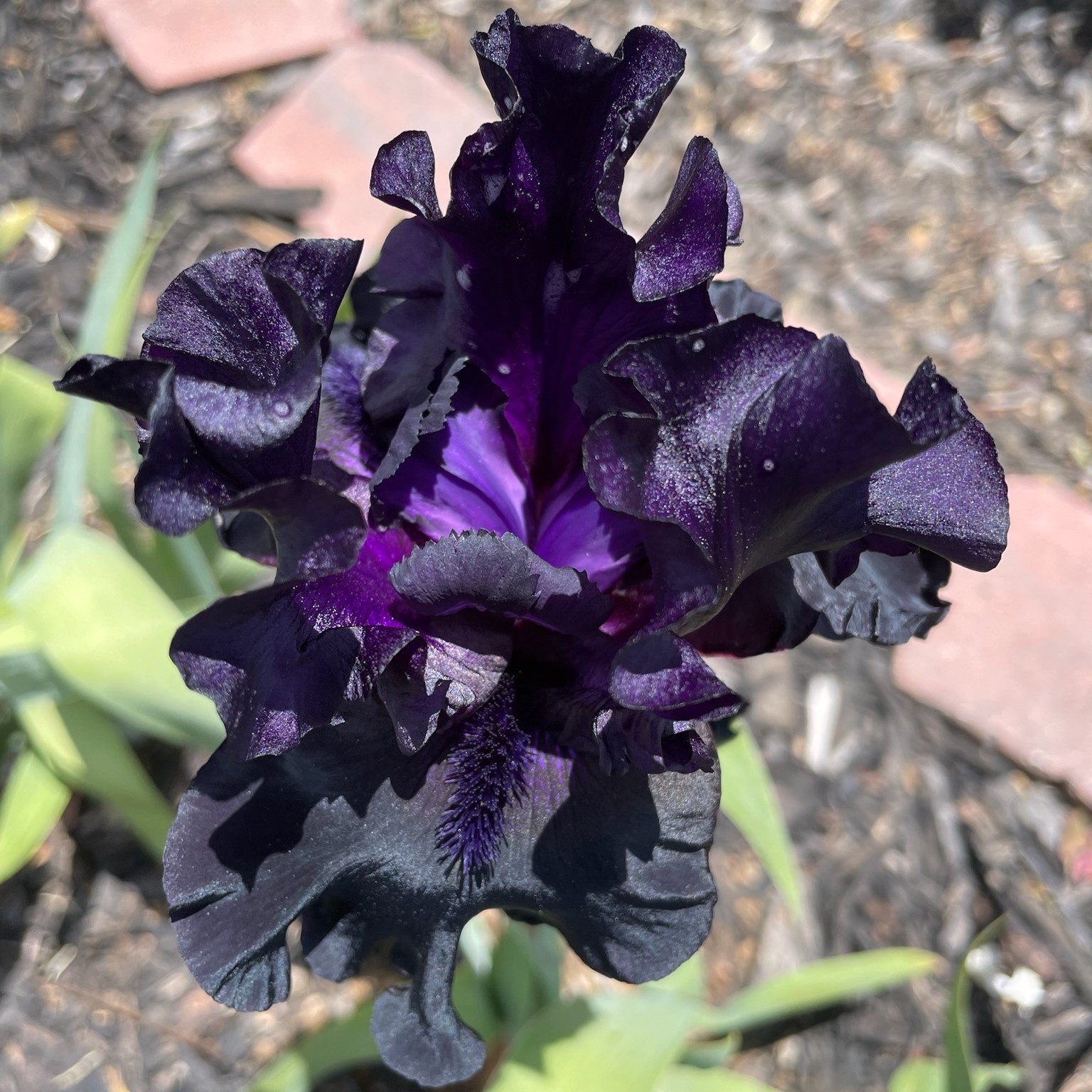 BLACK IS BLACK IRIS FOR SALE ONLINE