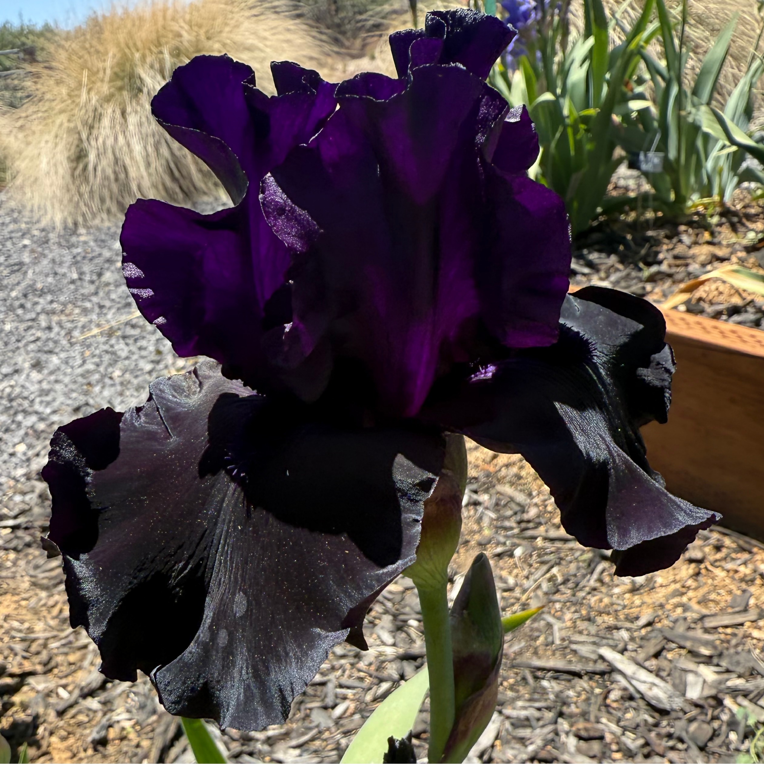 BLACK IS BLACK IRIS FOR SALE ONLINE