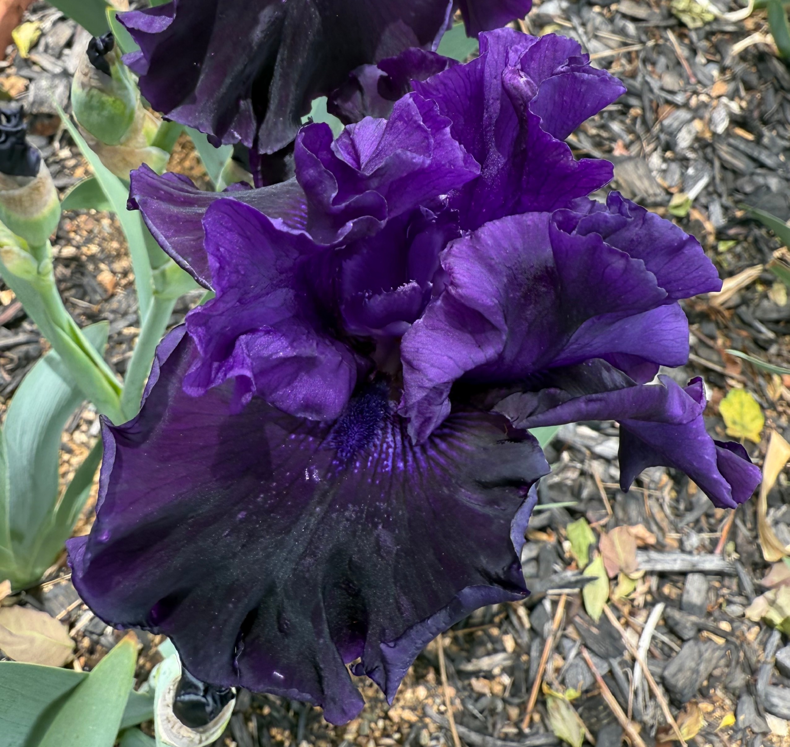 BLACK LIPSTICK IRIS FOR SALE ONLINE