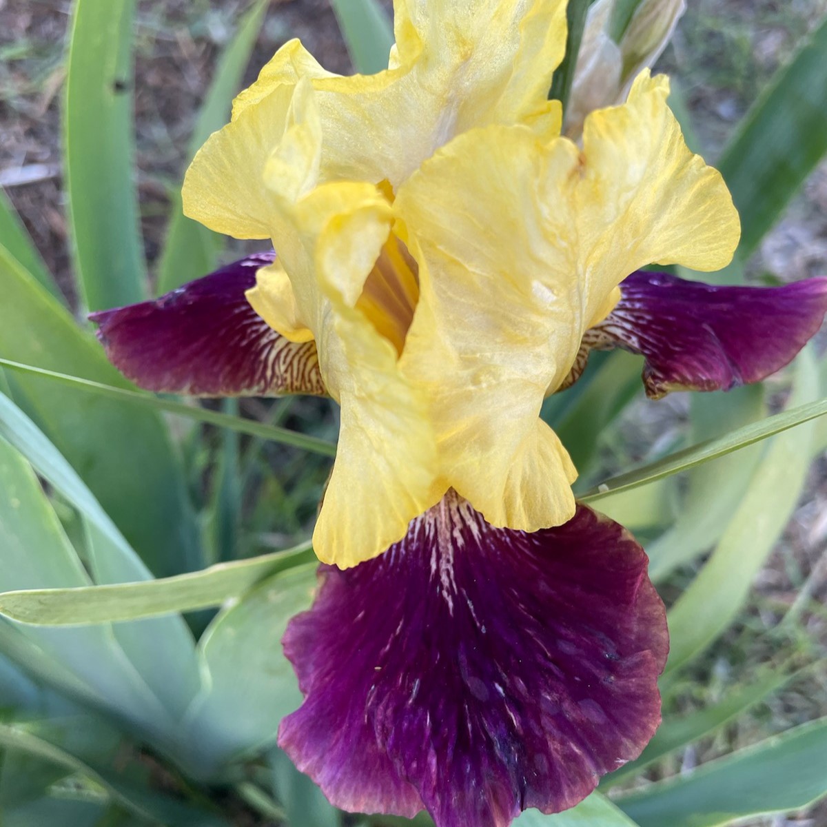 BLATANT IRIS FOR SALE ONLINE