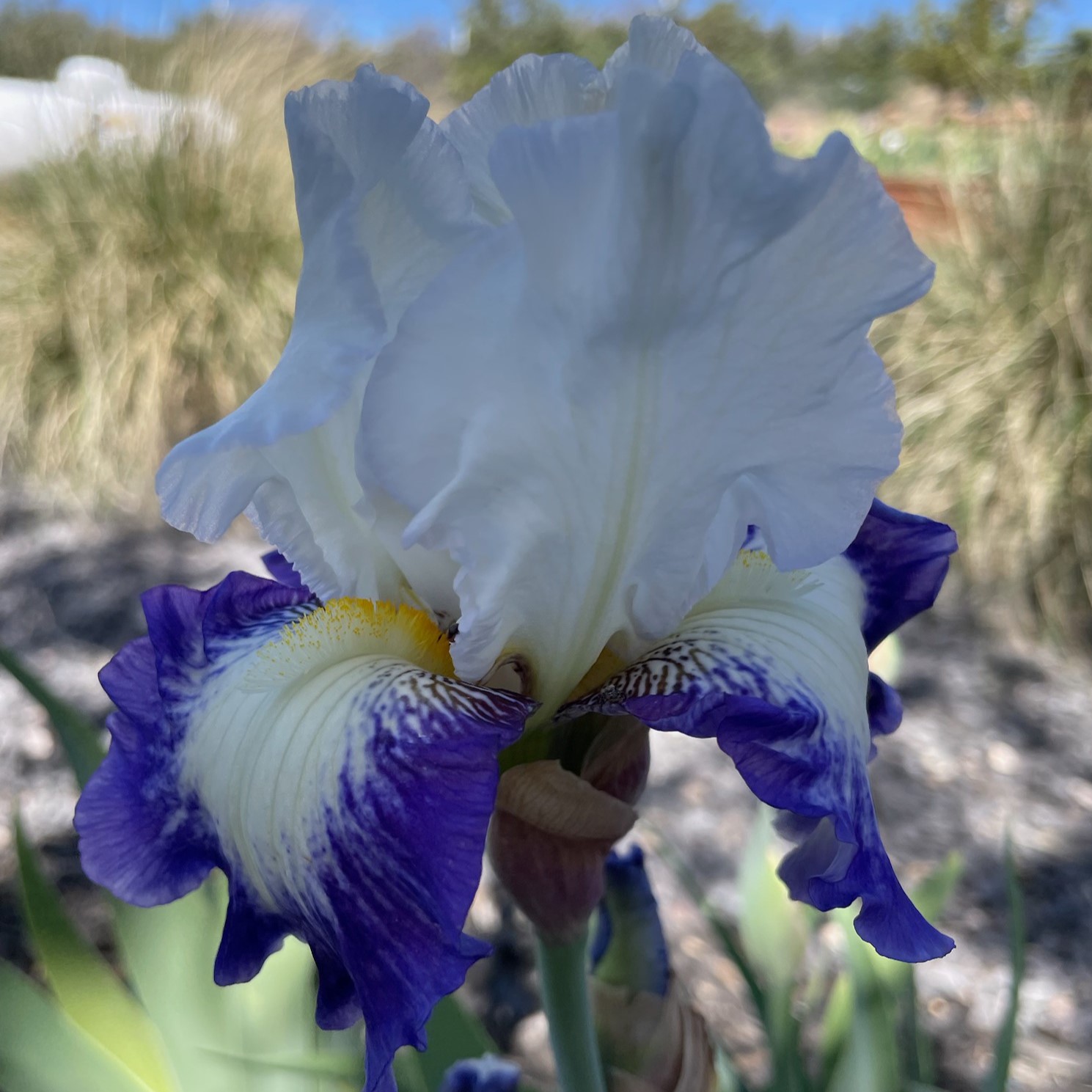 CAN'T TOUCH THIS IRIS FOR SALE ONLINE