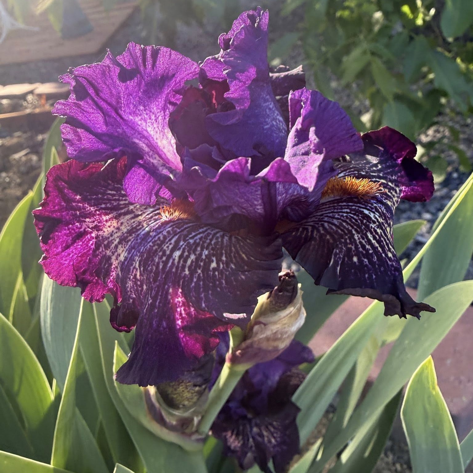 CAT TALES IRIS FOR SALE