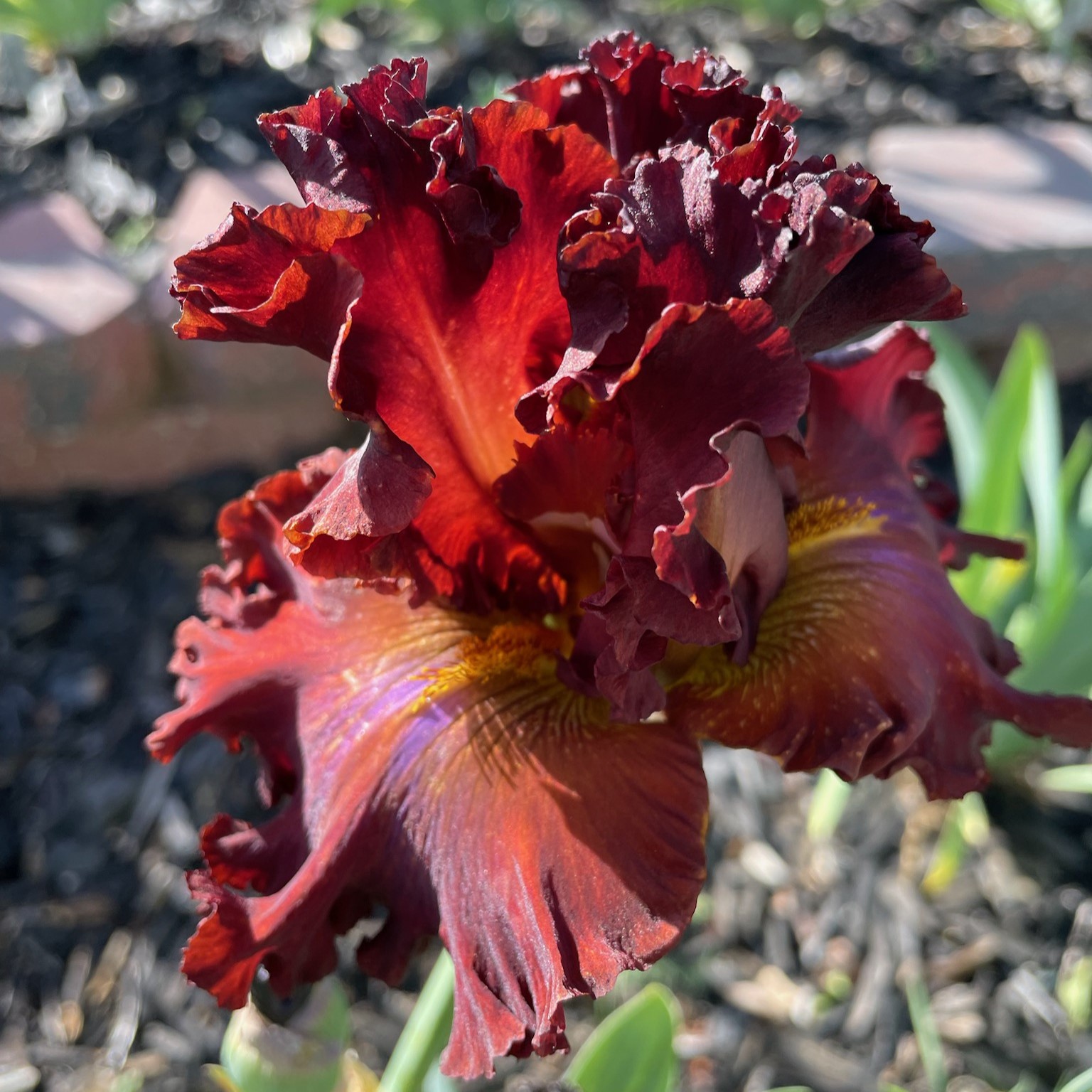 CHEROKEE BLAZE IRIS FOR SALE ONLINE