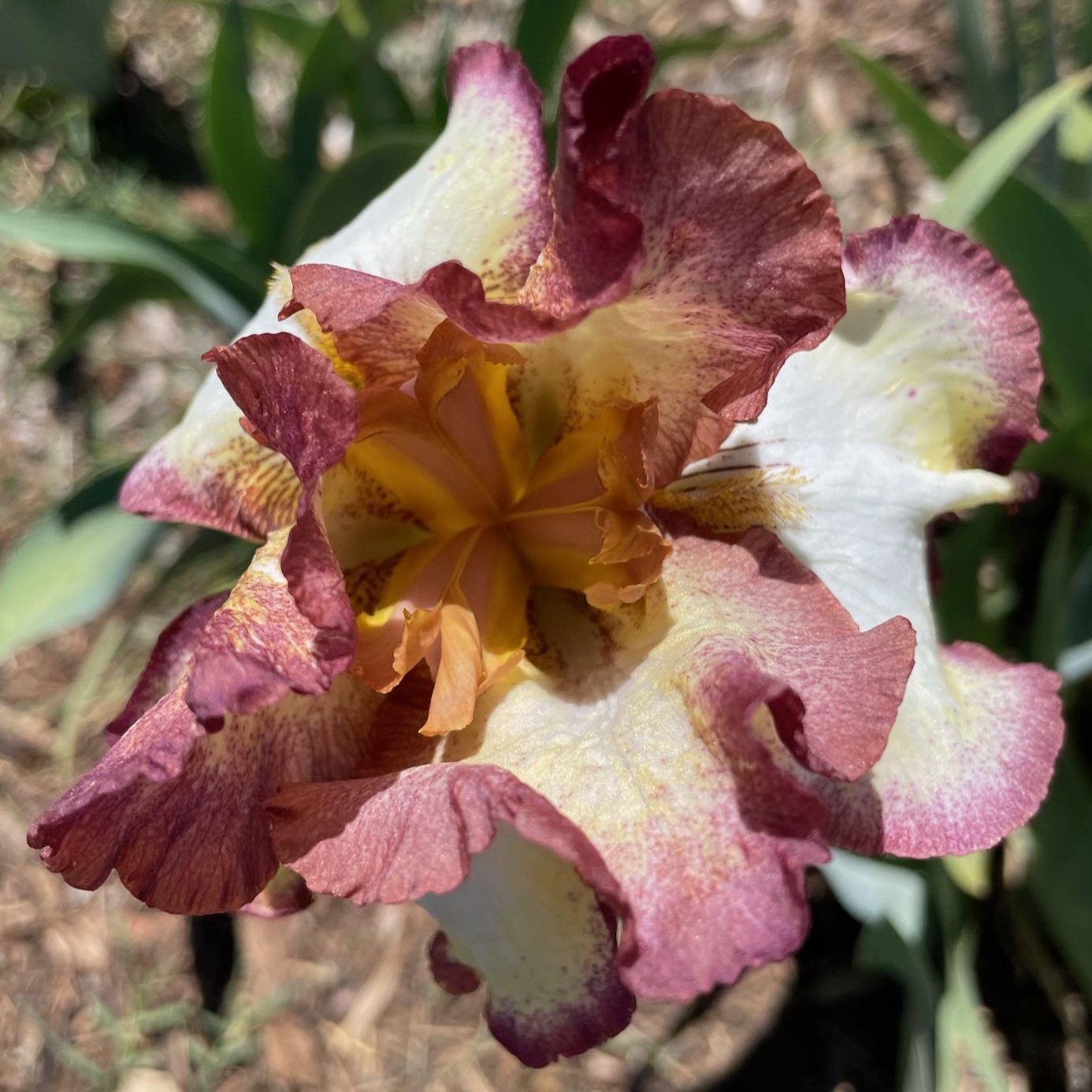 CINNAMON GIRL IRIS FOR SALE ONLINE