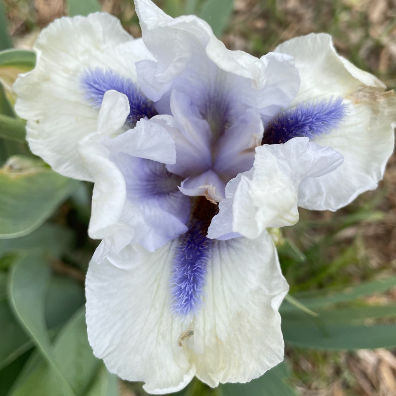 CODE OF HONOR IRIS FOR SALE ONLINE