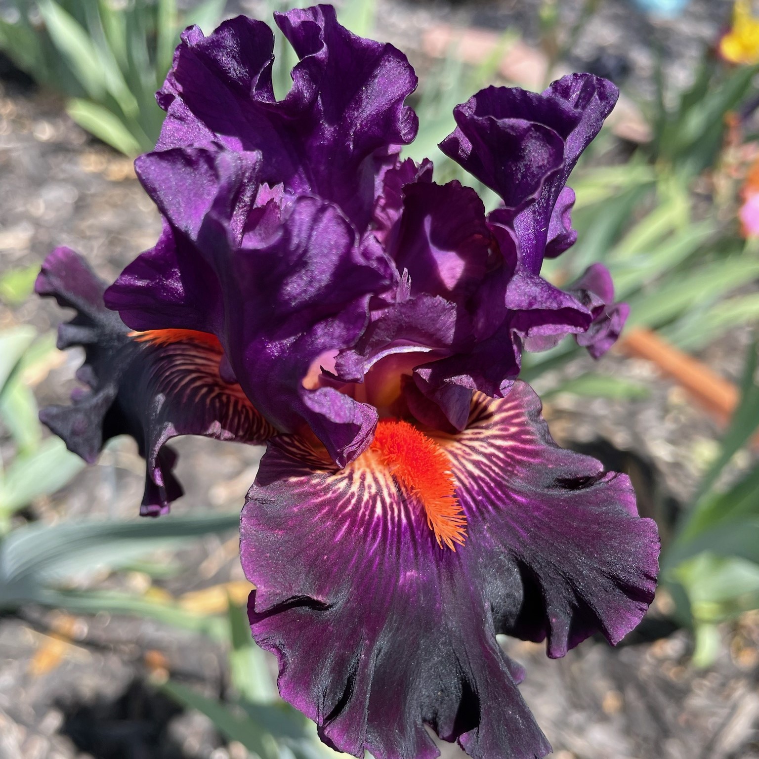 DAFFY DUCK IRIS FOR SALE ONLINE