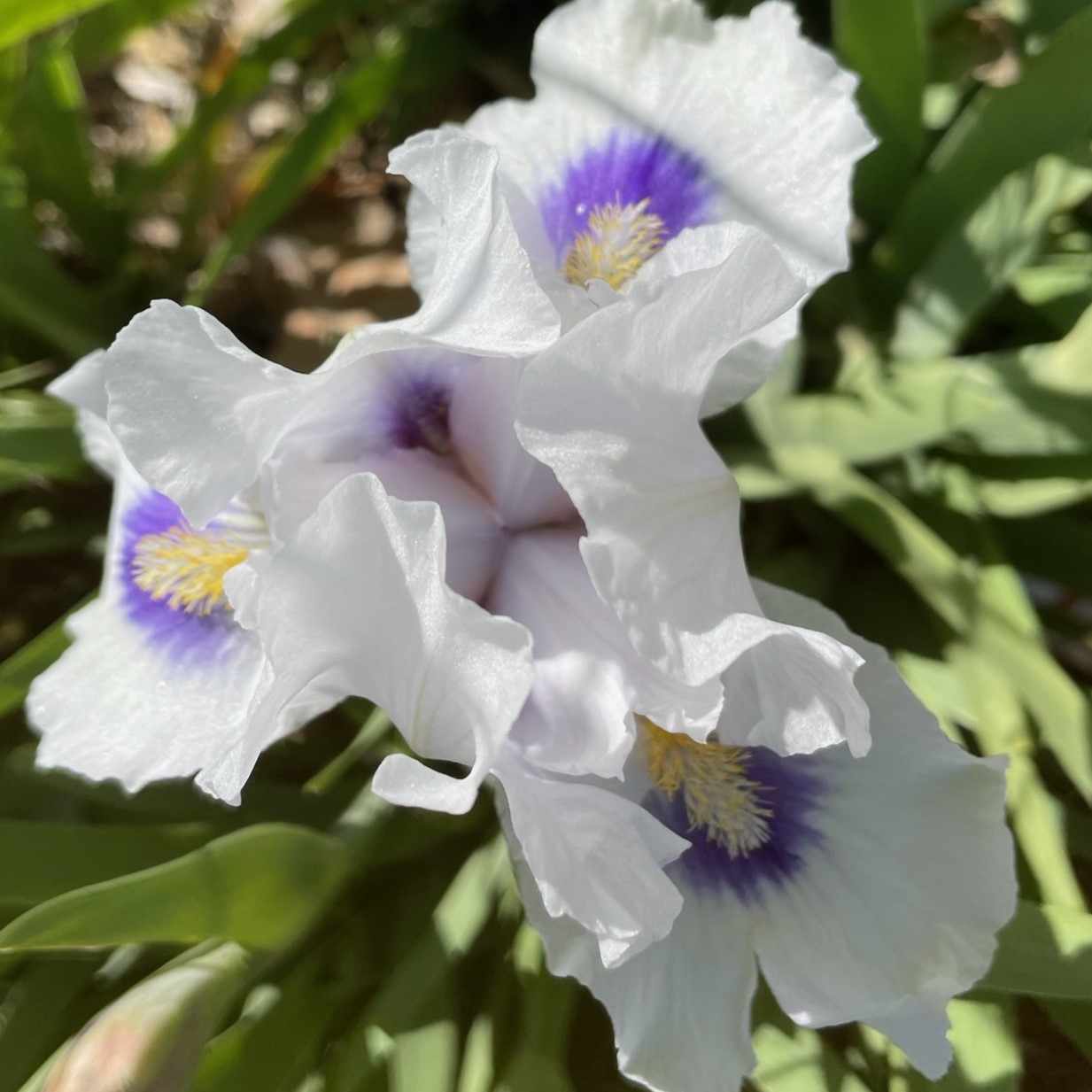 DESERT SNOW IRIS FOR SALE ONLINE