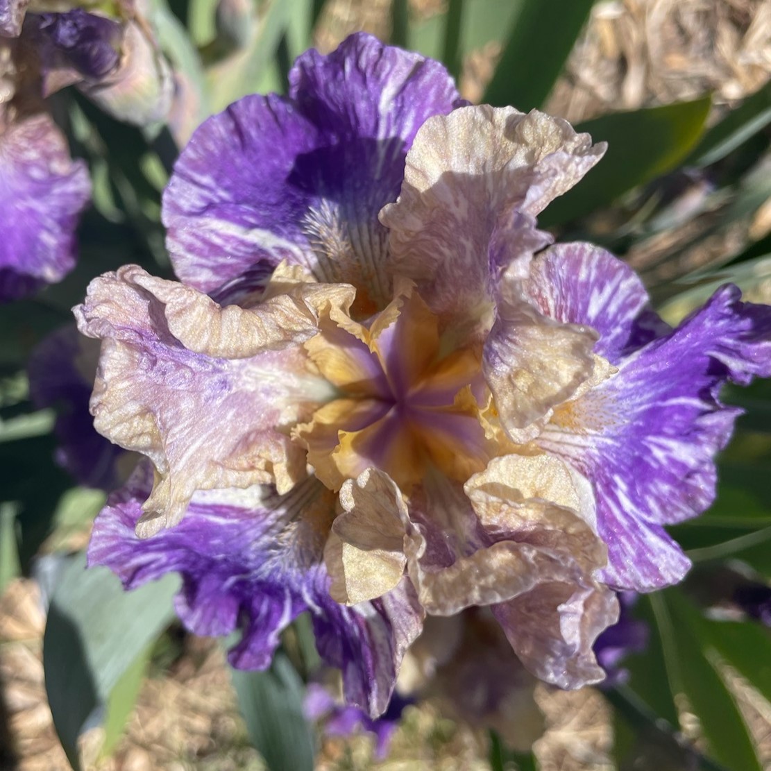 DOE Z DOE IRIS FOR SALE ONLINE