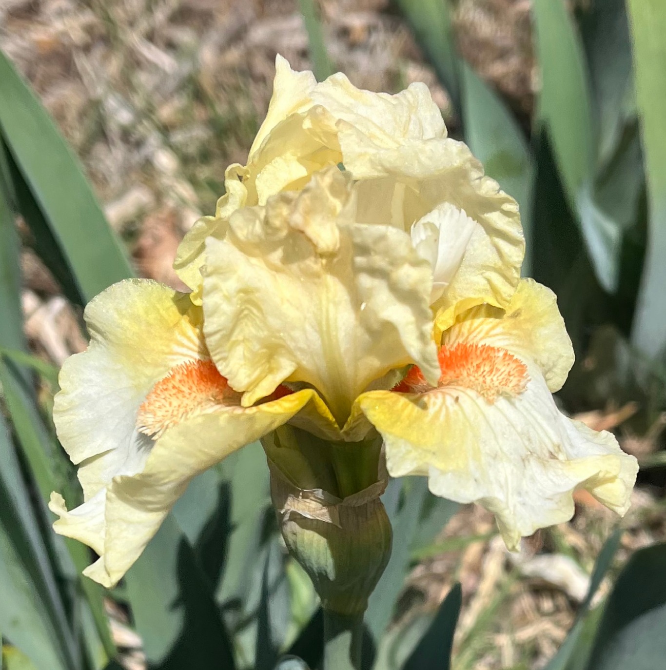EASY PEASY IRIS FOR SALE ONLINE