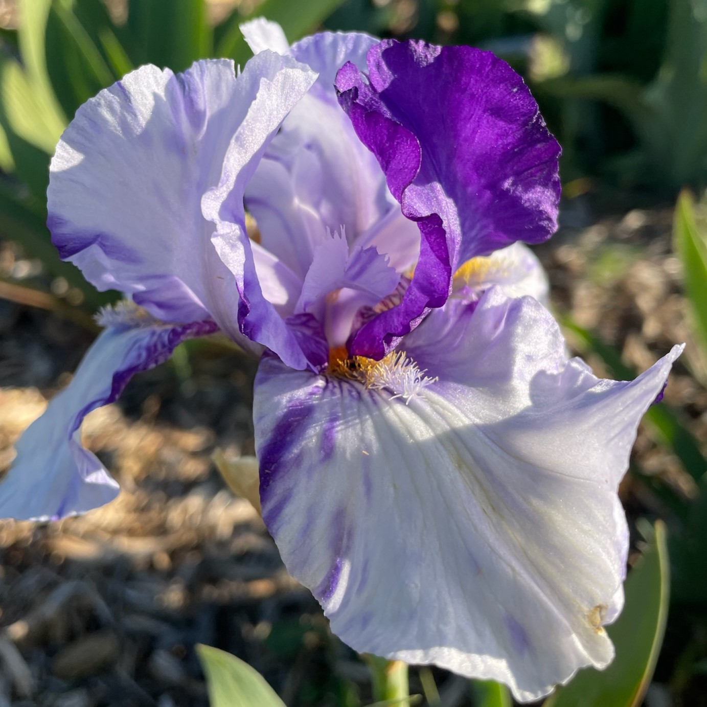 ELAINEALOPE IRIS FOR SALE ONLINE