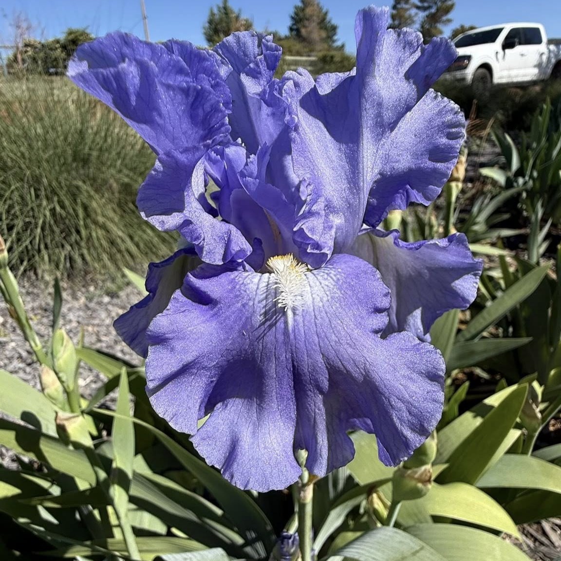 FIESTA IN BLUE IRIS FOR SALE ONLINE