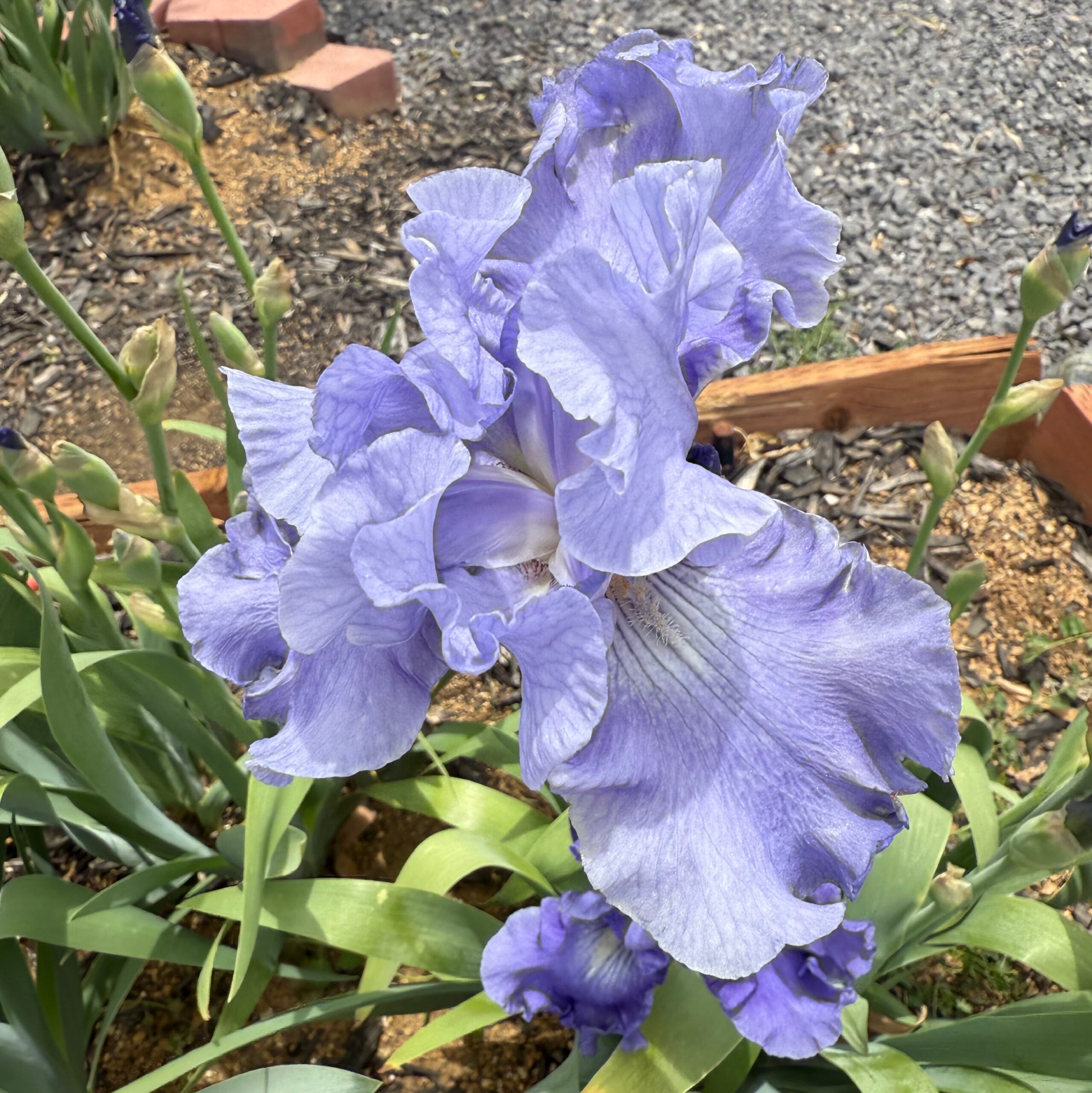 FIESTA IN BLUE IRIS FOR SALE ONLINE