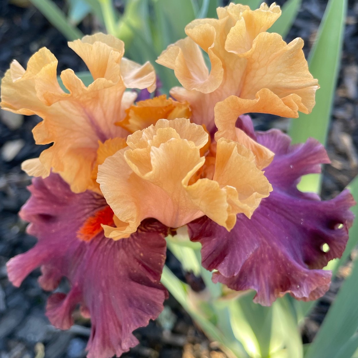 GAME CHANGER IRIS FOR SALE ONLINE