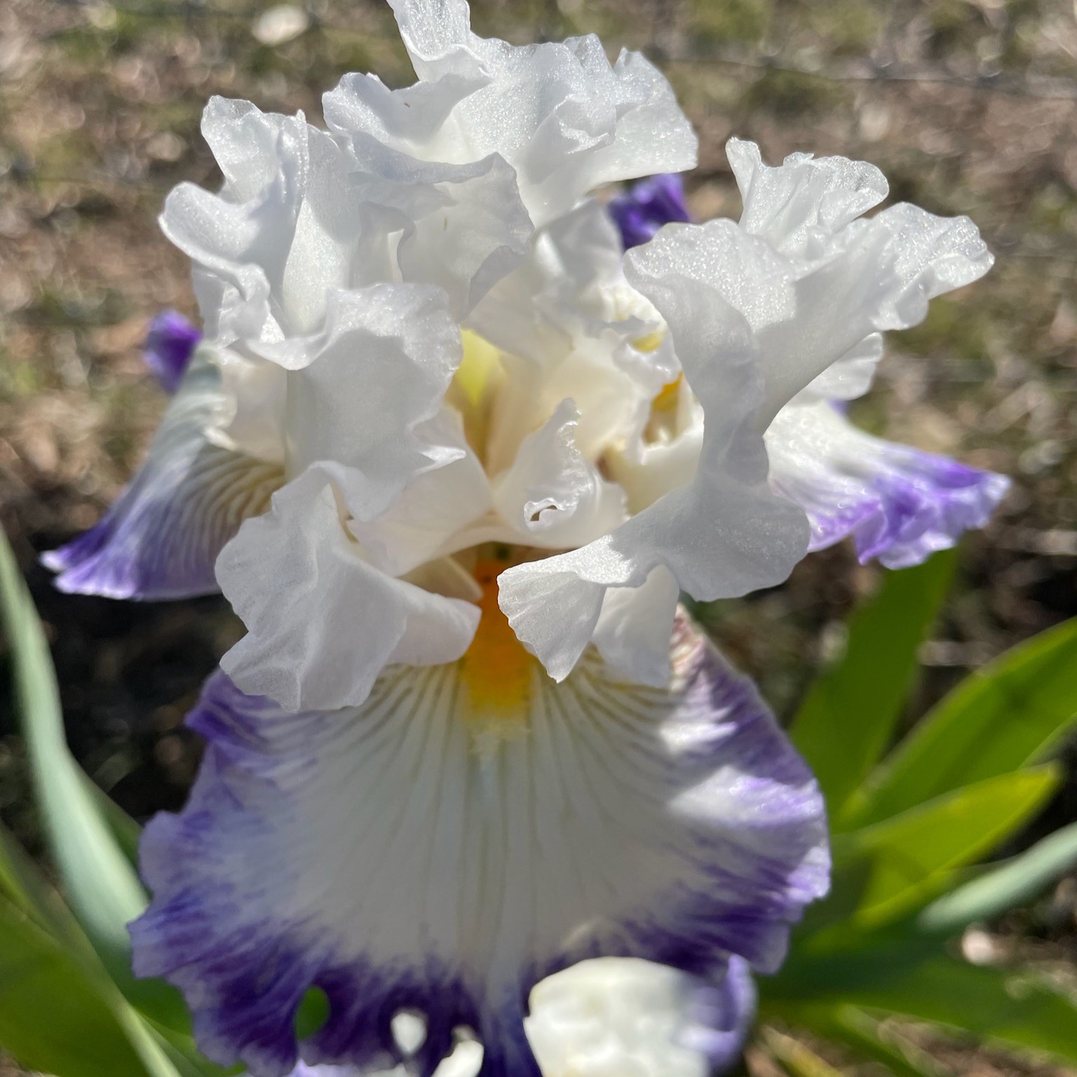 GYPSY LORD IRIS FOR SALE ONLINE