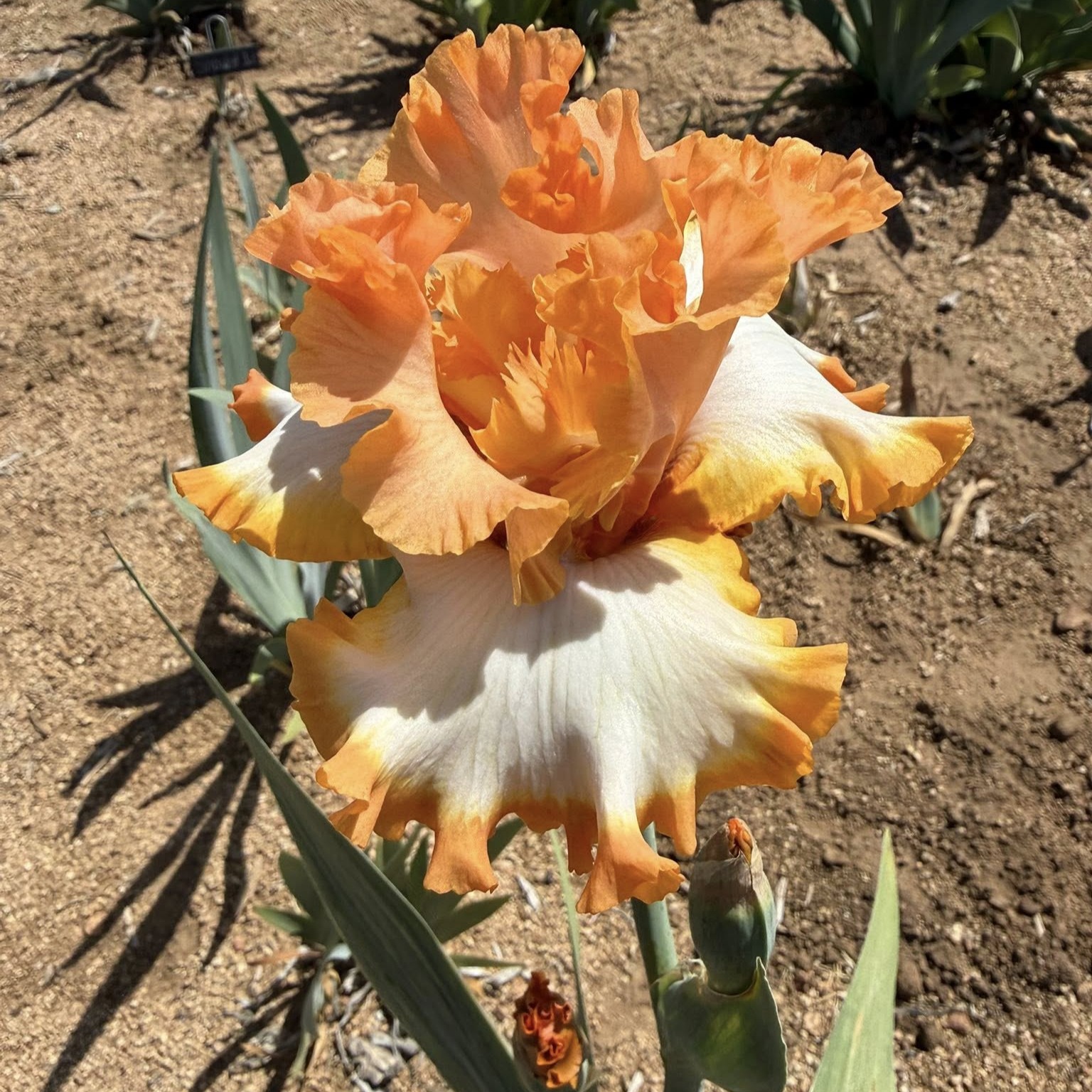 HALO IN PEACH IRIS FOR SALE ONLINE