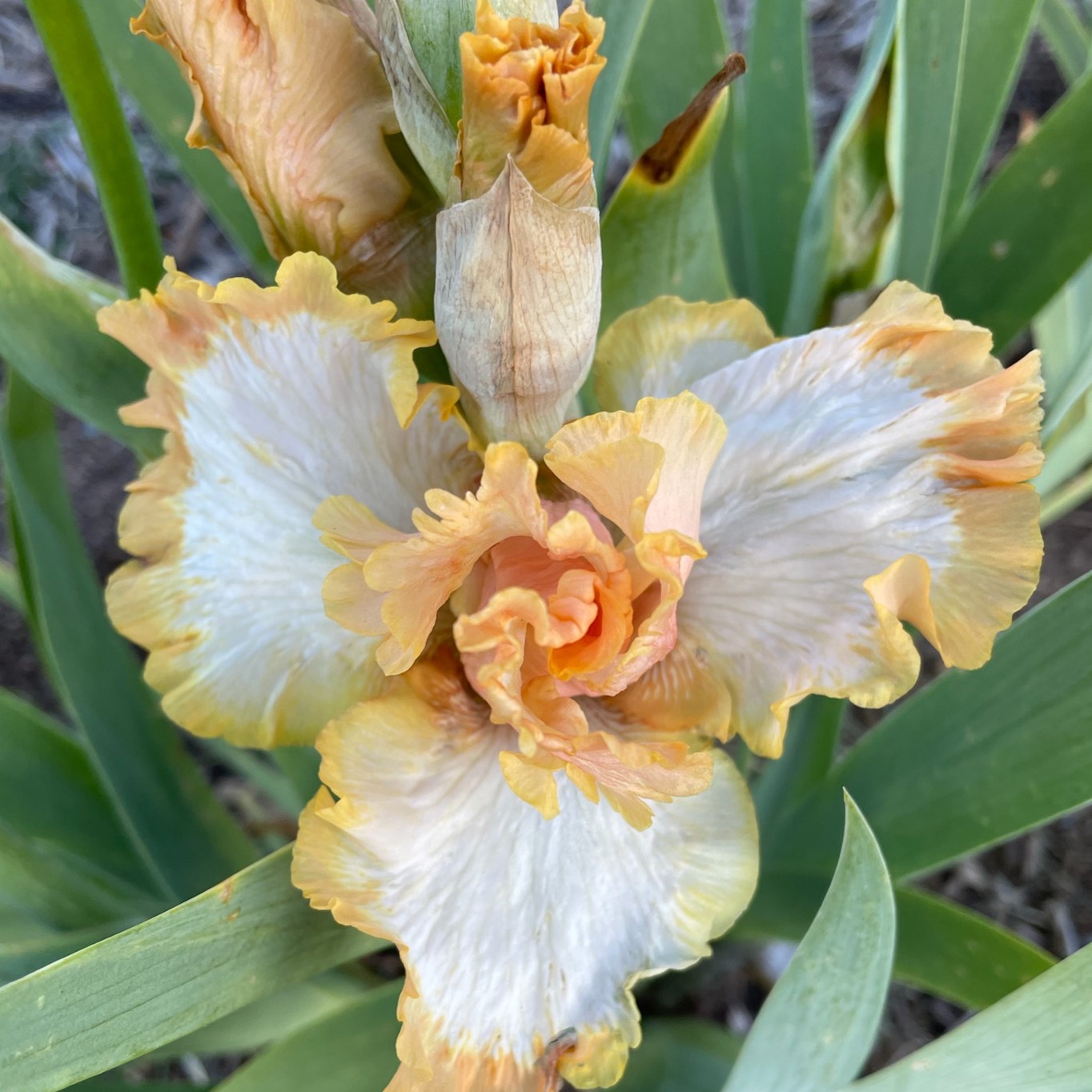 HALO IN PEACH IRIS FOR SALE ONLINE