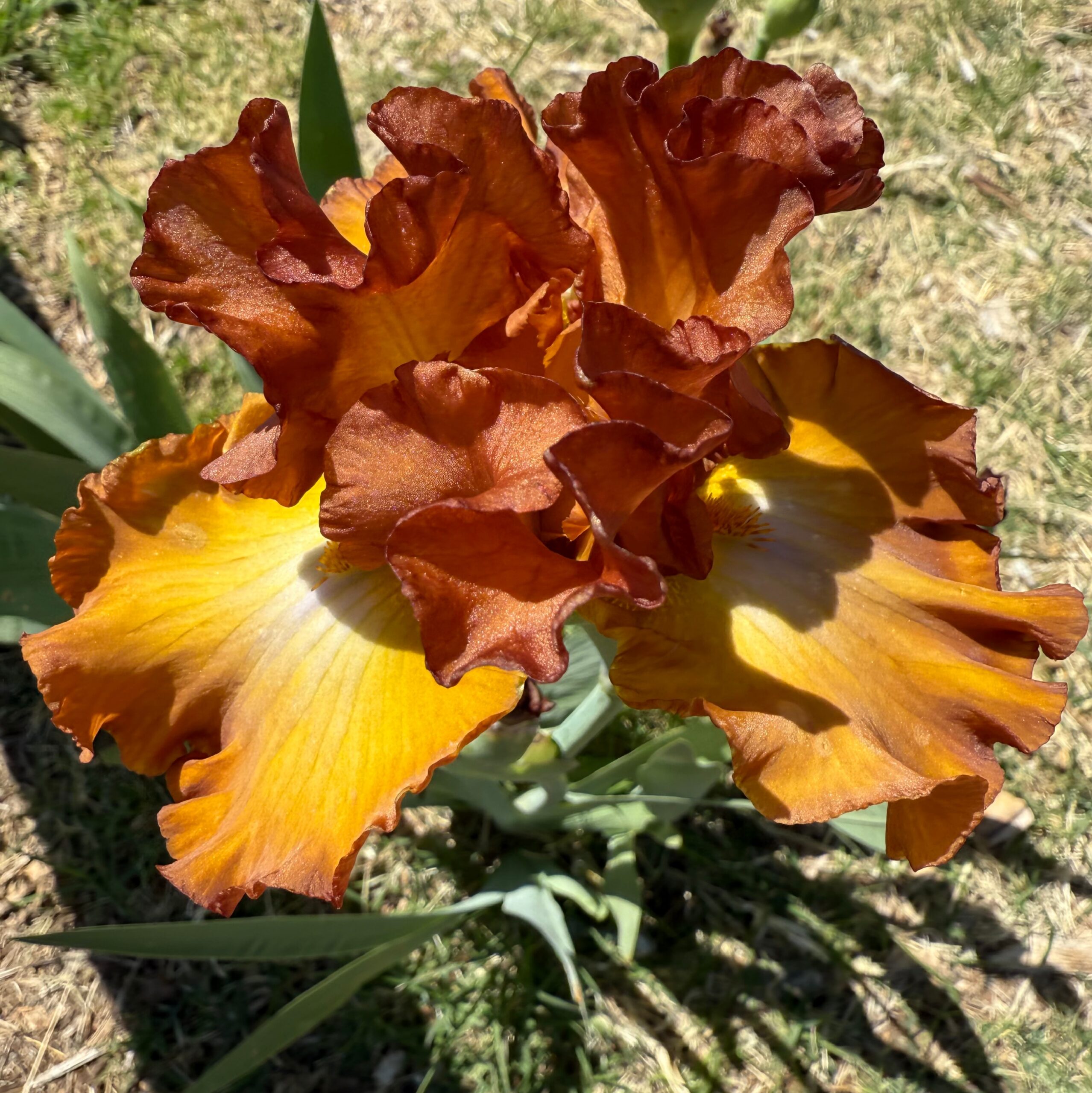 HARMONIC ELEGANCE IRIS FOR SALE ONLINE
