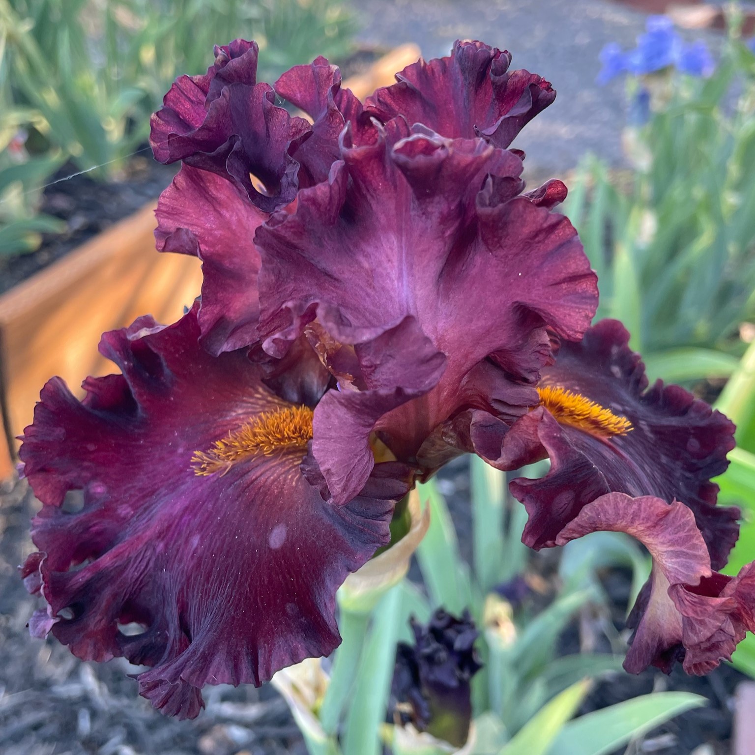 HEAT OF THE MOMENT IRIS FOR SALE ONLINE