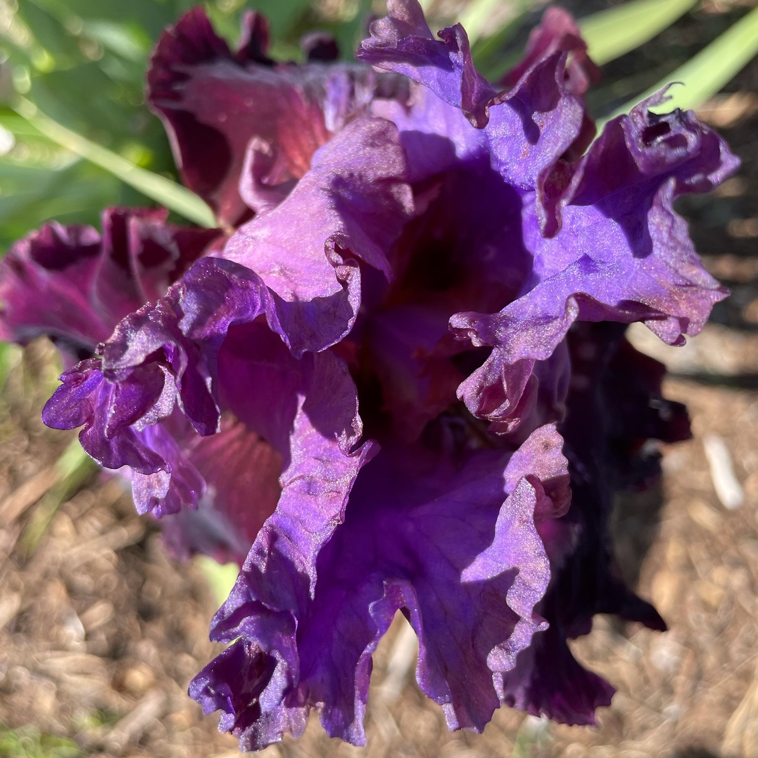 HUCKLEBERRY PIE IRIS FOR SALE ONLINE