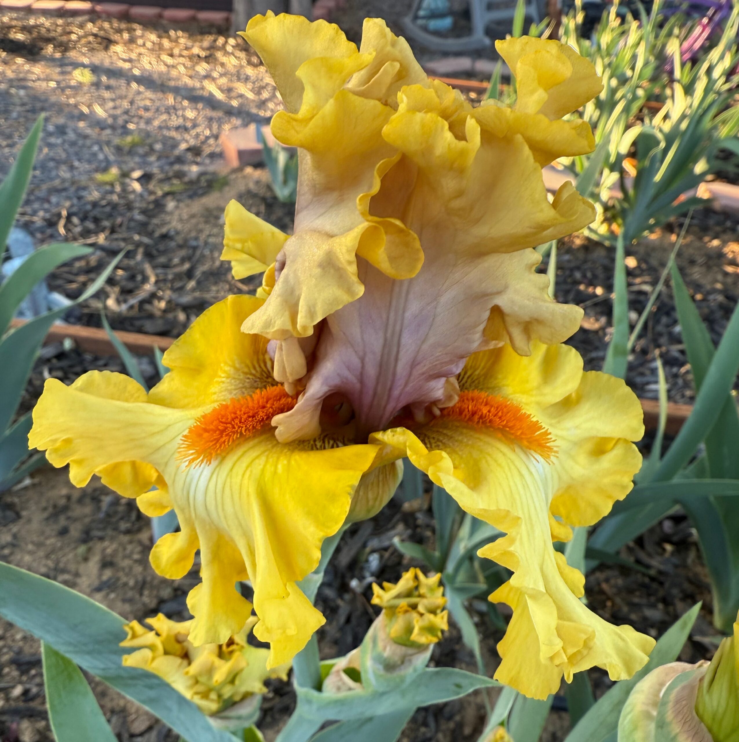 IDLE RICH IRIS FOR SALE ONLINE
