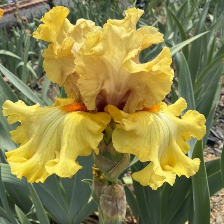 IDLE RICH IRIS FOR SALE ONLINE