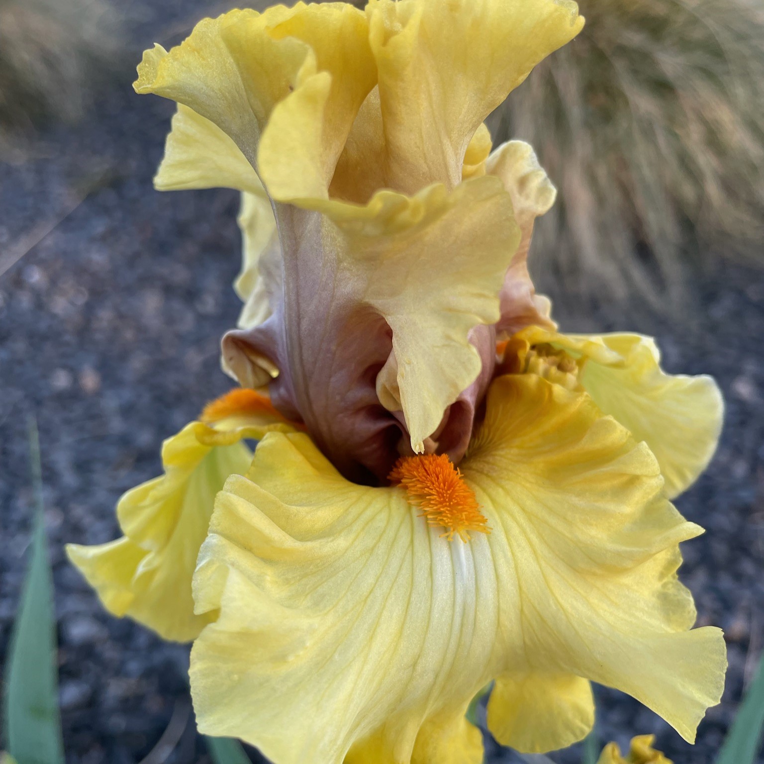 IDLE RICH IRIS FOR SALE ONLINE