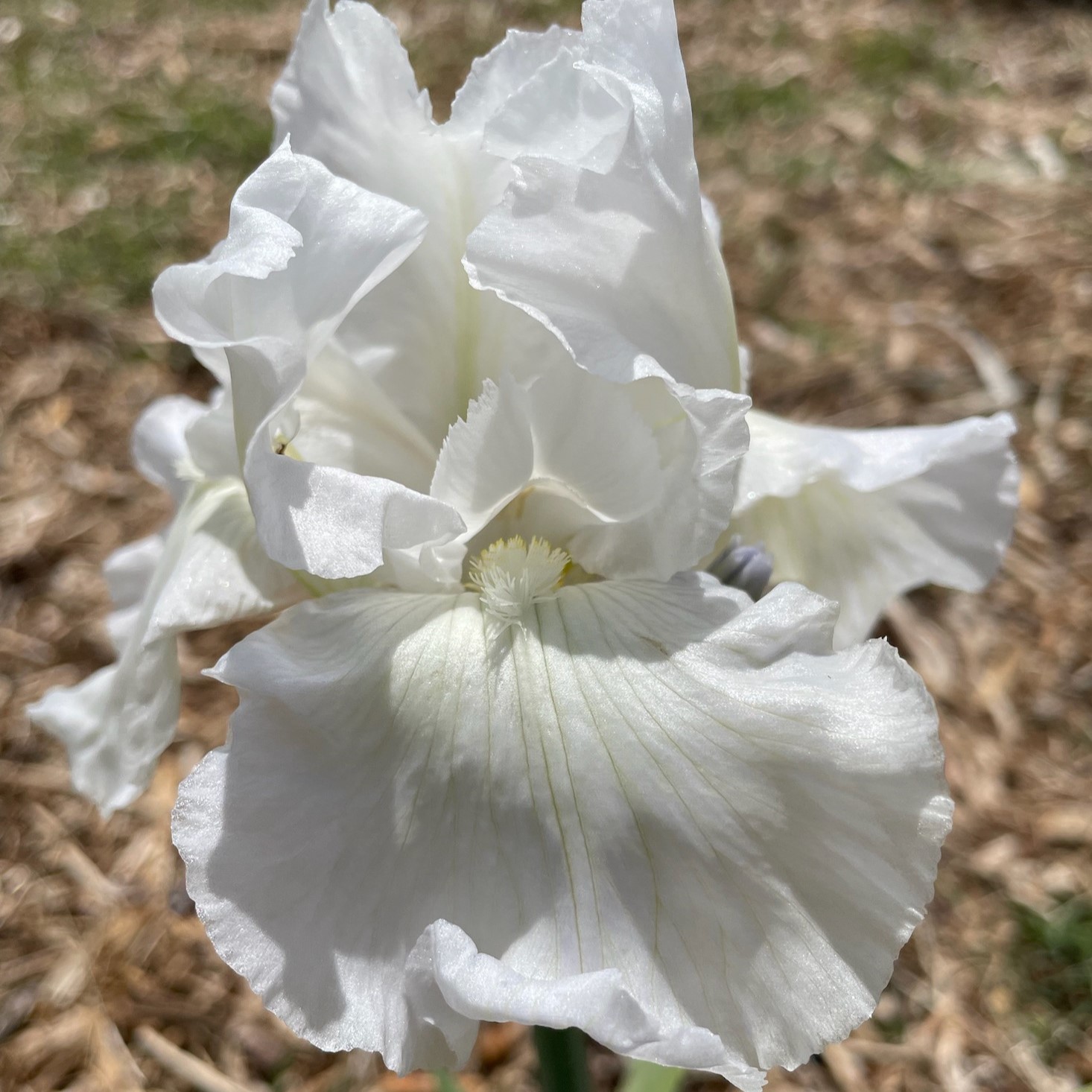 IMMORTALITY IRIS FOR SALE ONLINE
