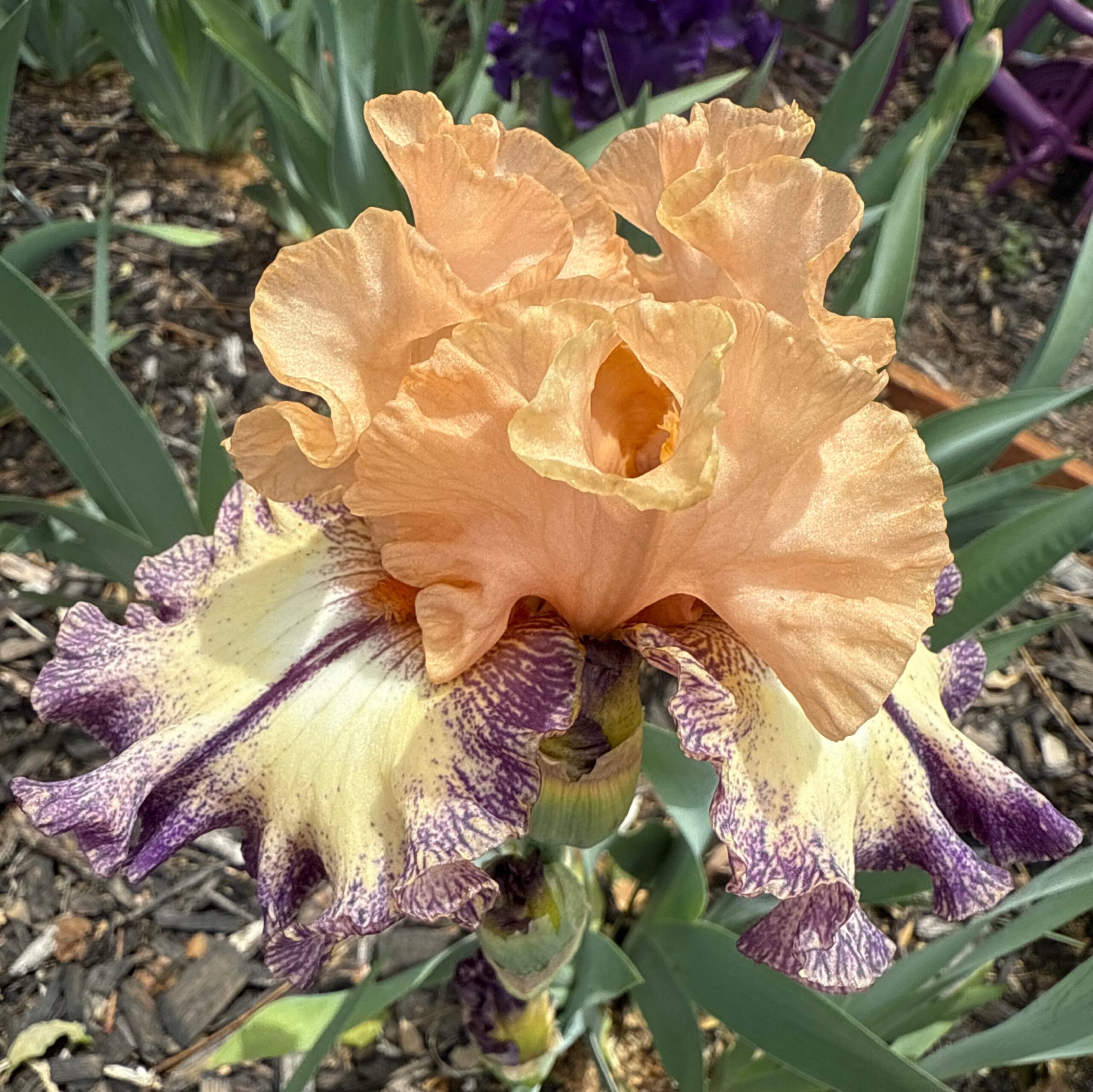 IN ABUNDANCE IRIS FOR SALE ONLINE