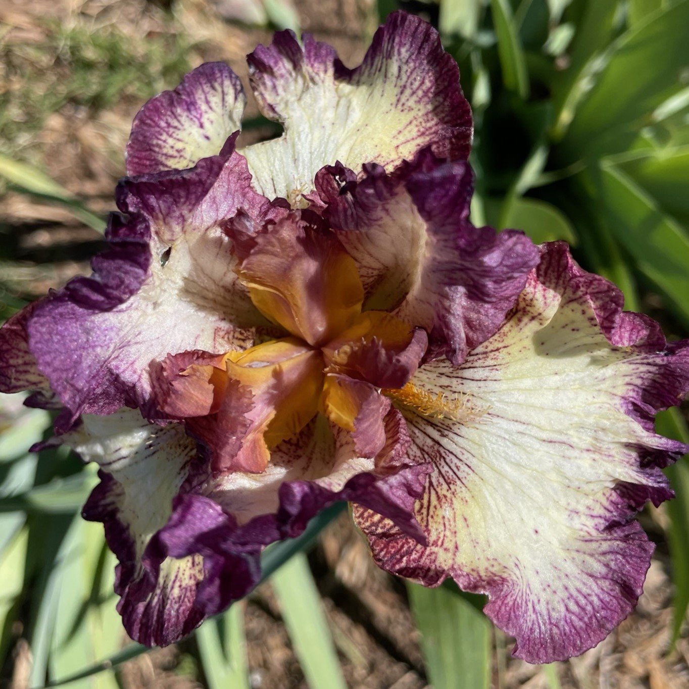 INNOCENT STAR IRIS FOR SALE ONLINE