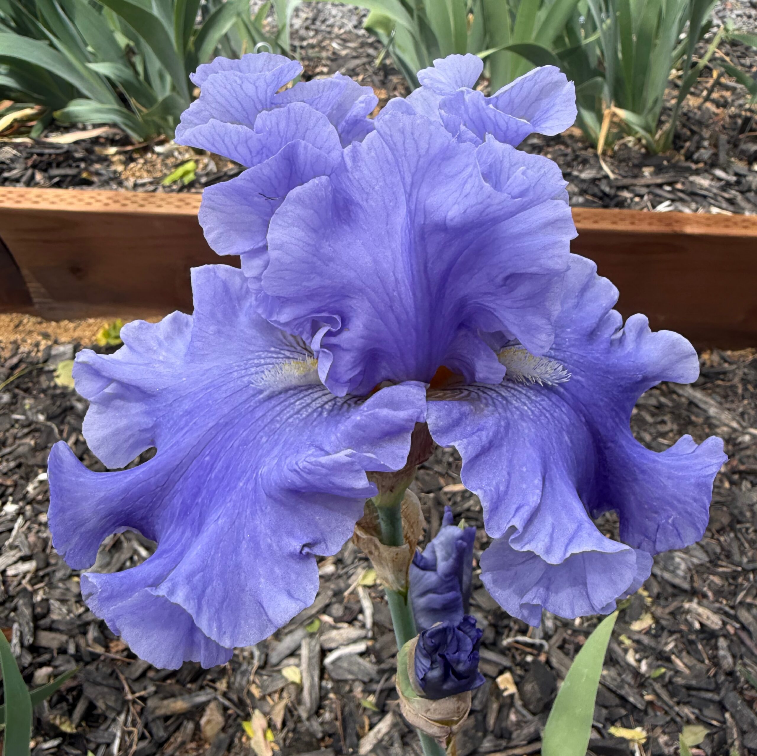 MERCHANT MARINE IRIS FOR SALE ONLINE