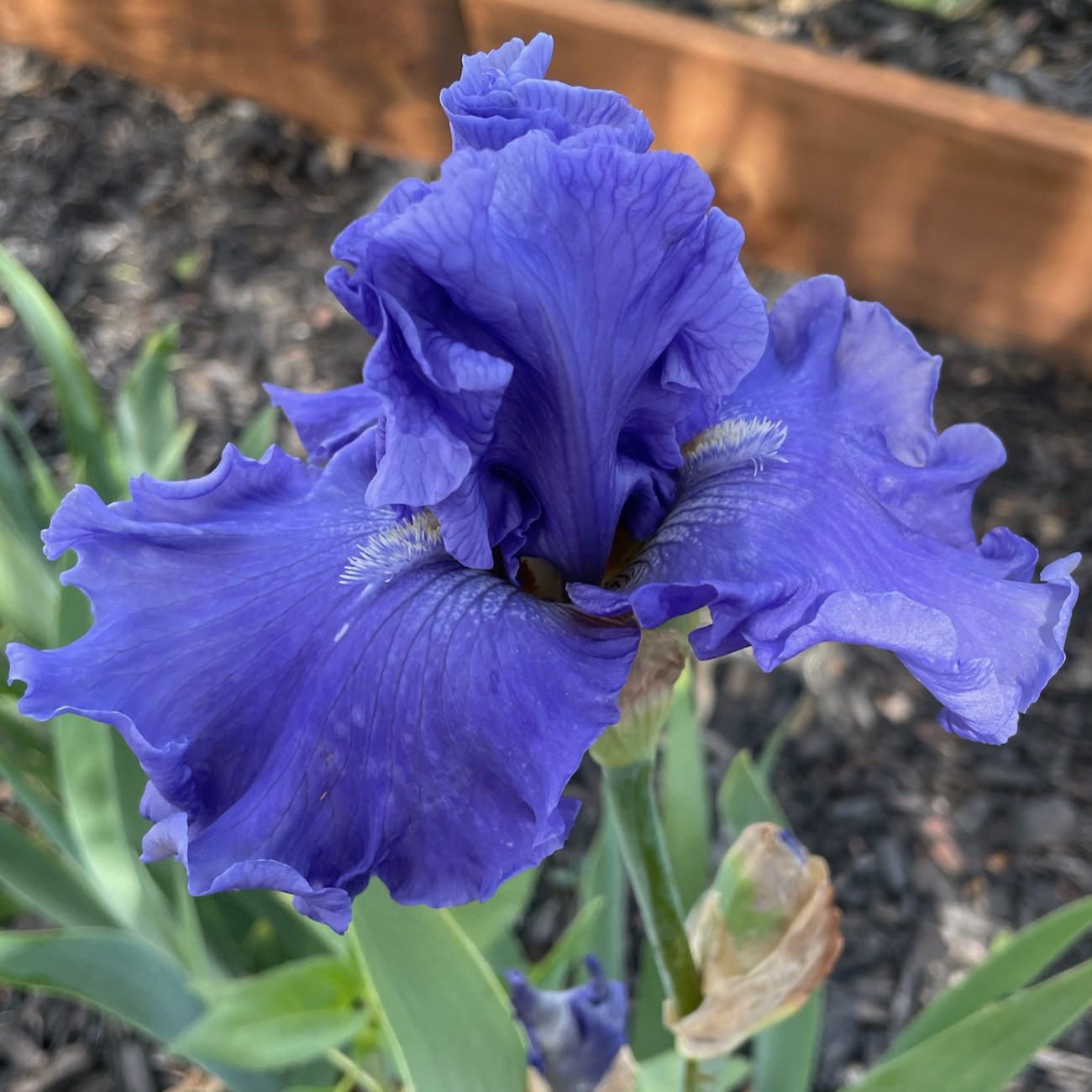 MERCHANT MARINE IRIS FOR SALE ONLINE