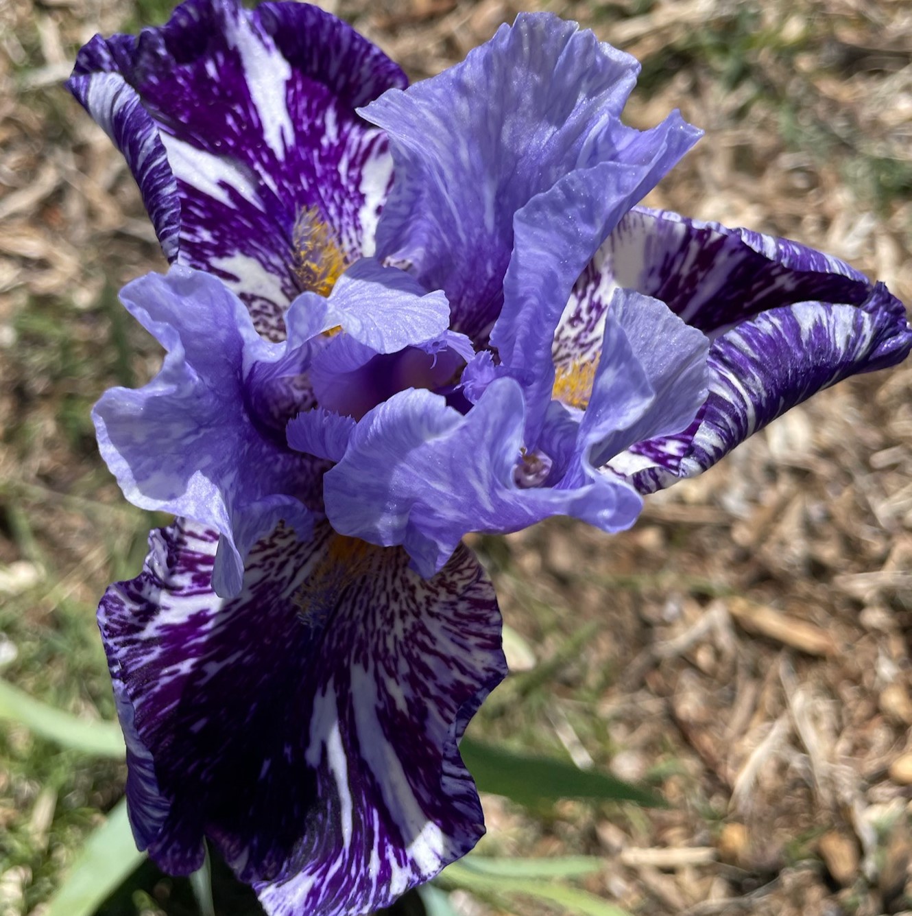 MILLENNIUM FALCON IRIS FOR SALE ONLINE