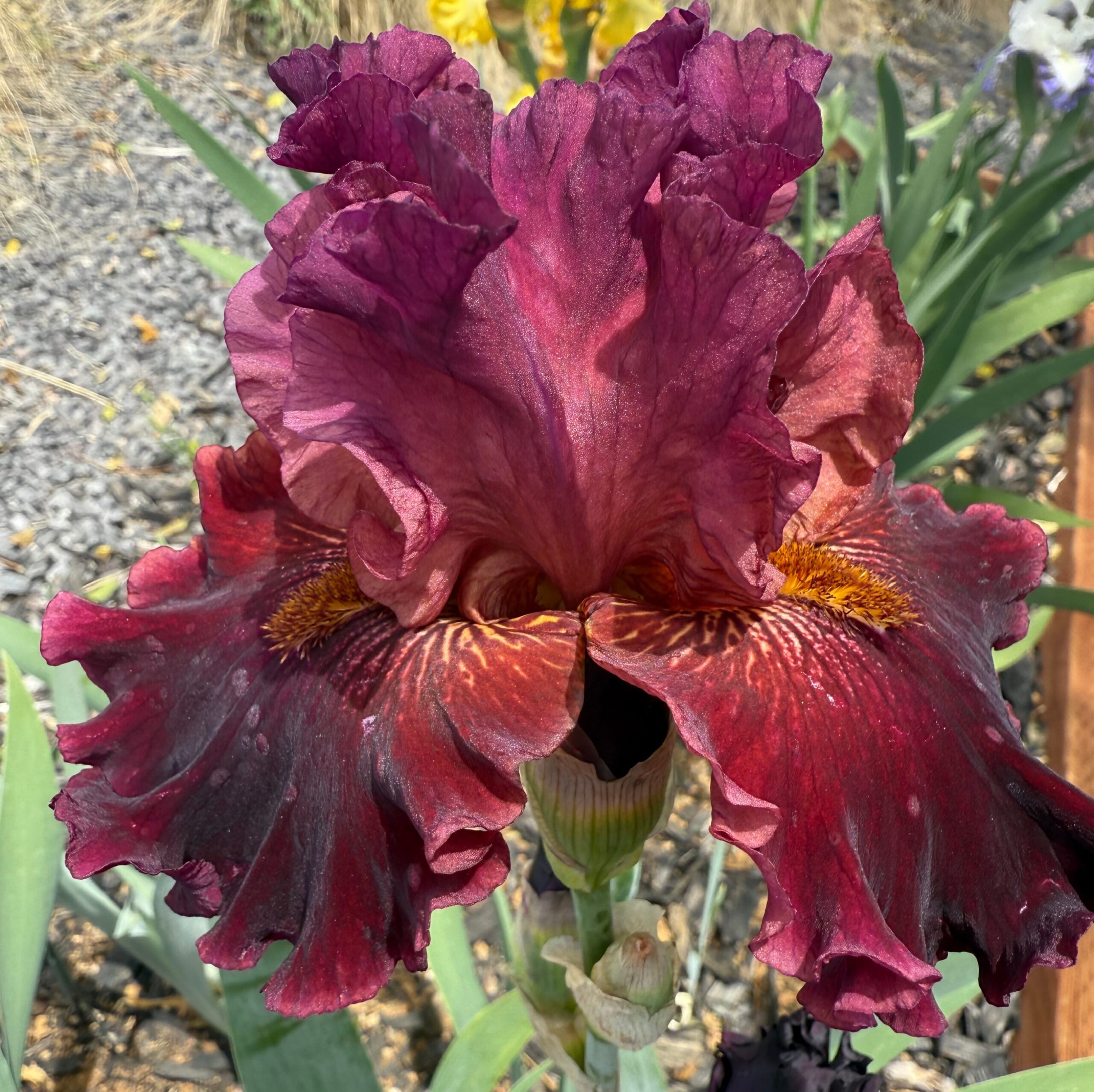 OBSESSED IRIS FOR SALE ONLINE