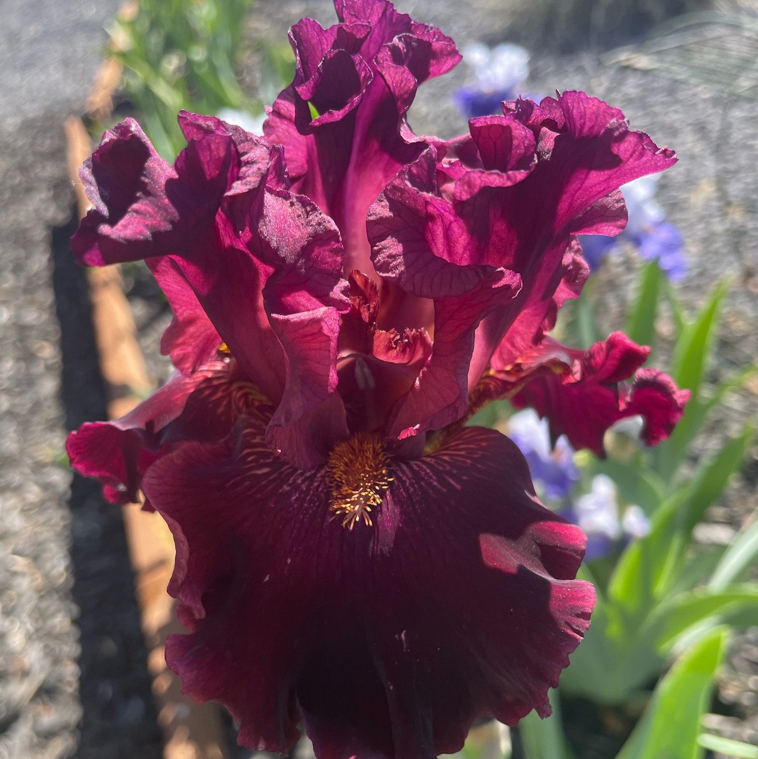 OBSESSED IRIS FOR SALE ONLINE
