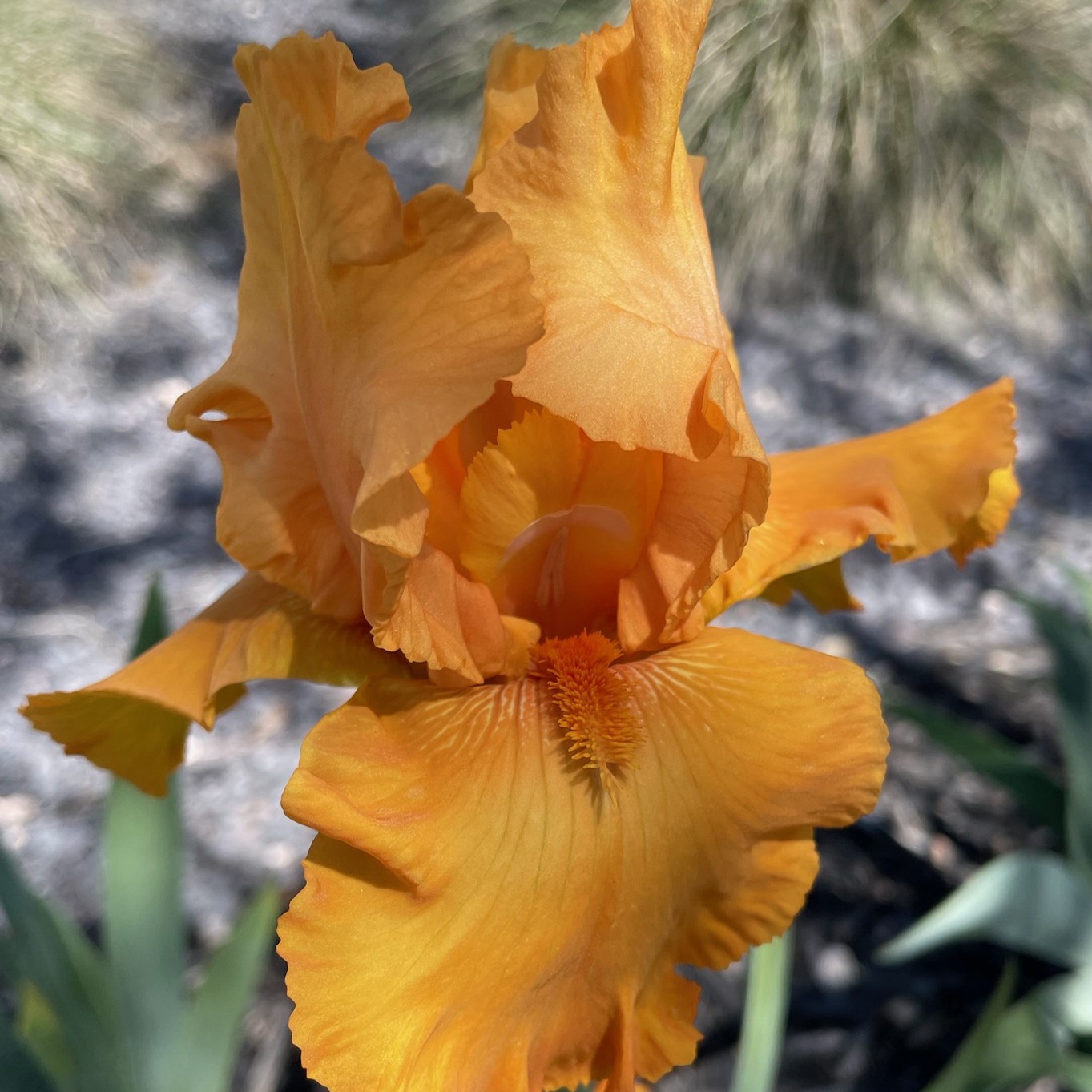 PENNY LANE IRIS FOR SALE ONLINE