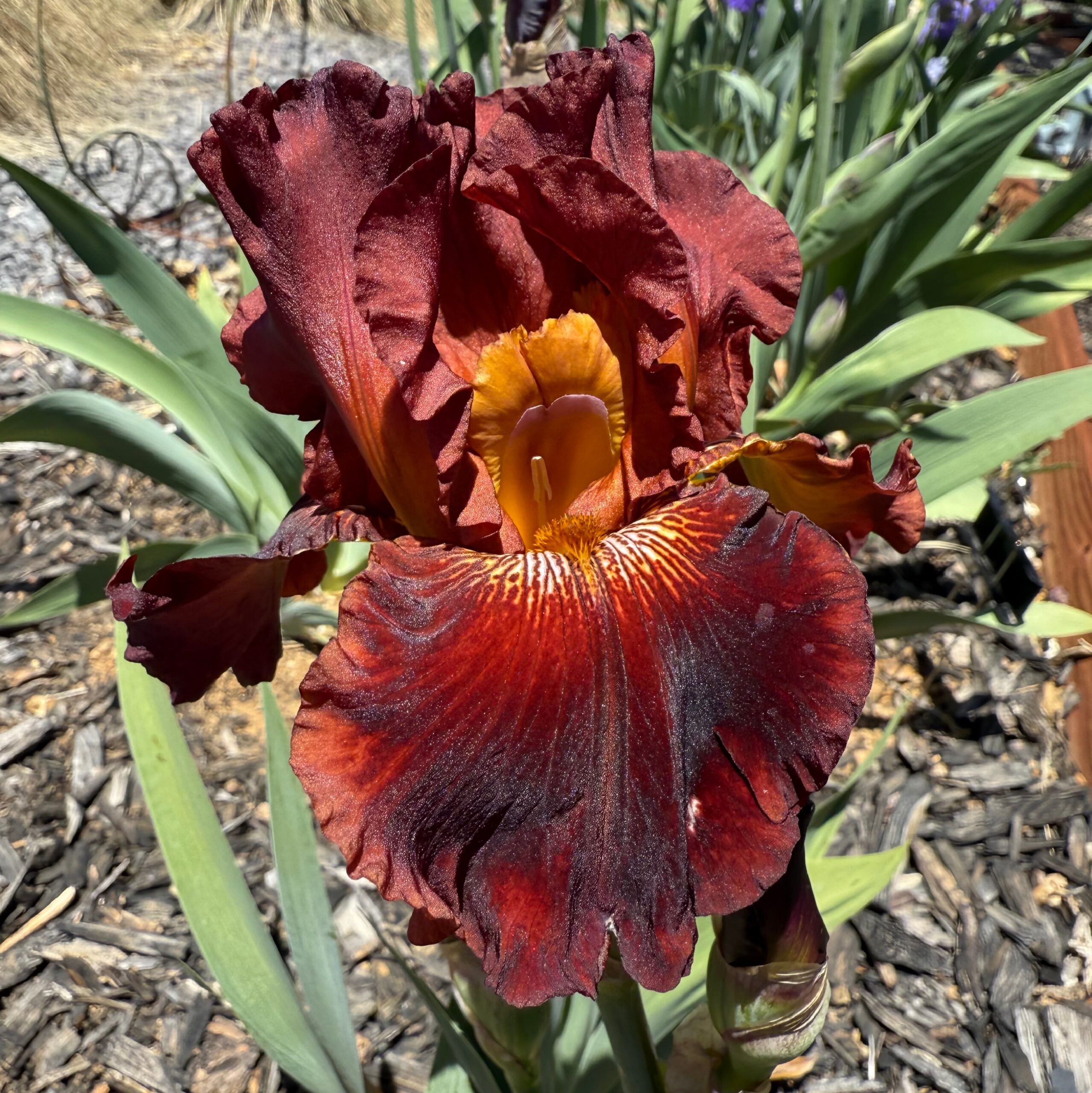 1 PLAY WITH FIRE 2 PLAY WITH FIRE IRIS FOR SALE ONLINE