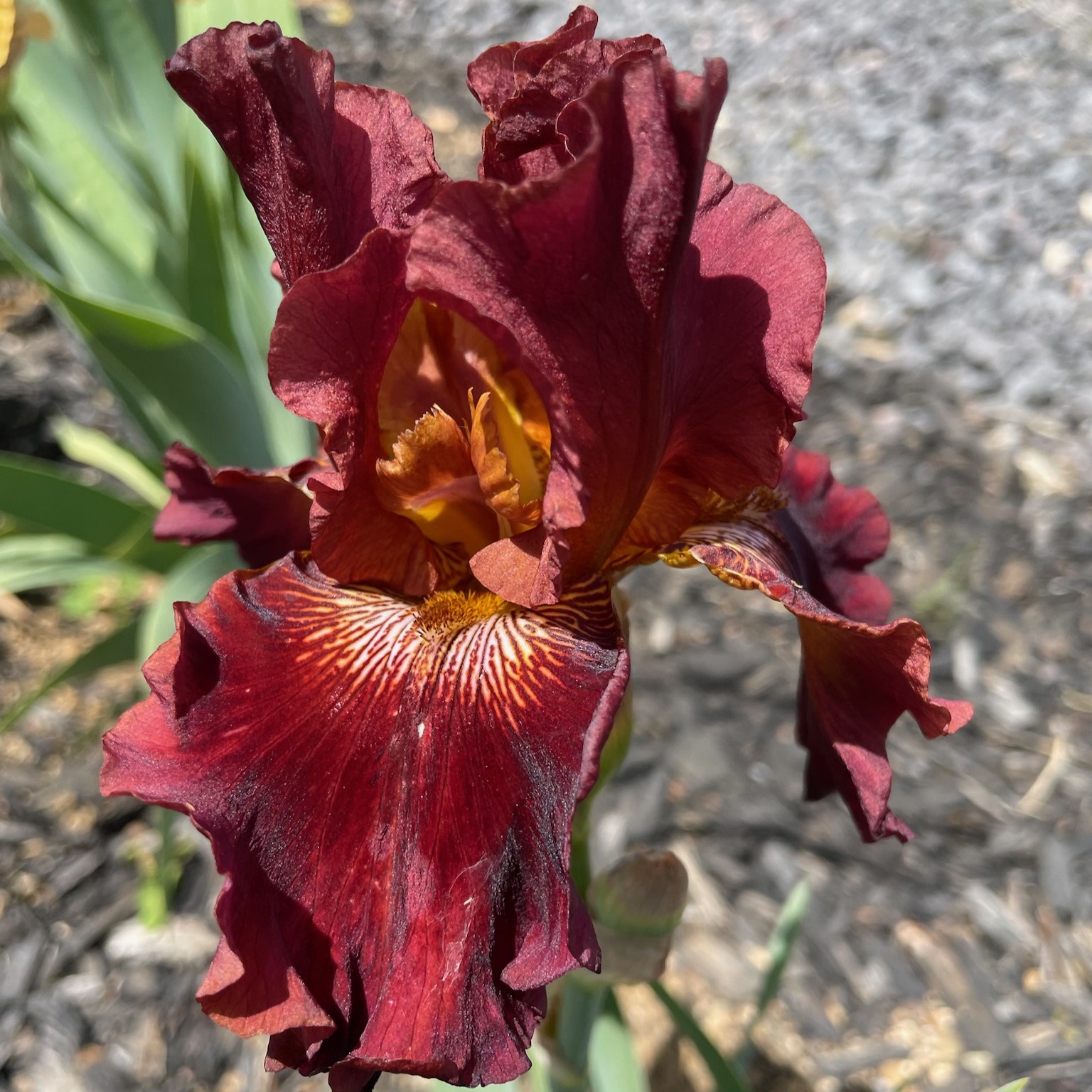 PLAY WITH FIRE IRIS FOR SALE ONLINE