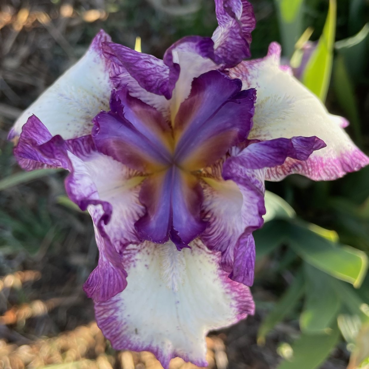 RASPBERRY ACRES IRIS FOR SALE ONLINE